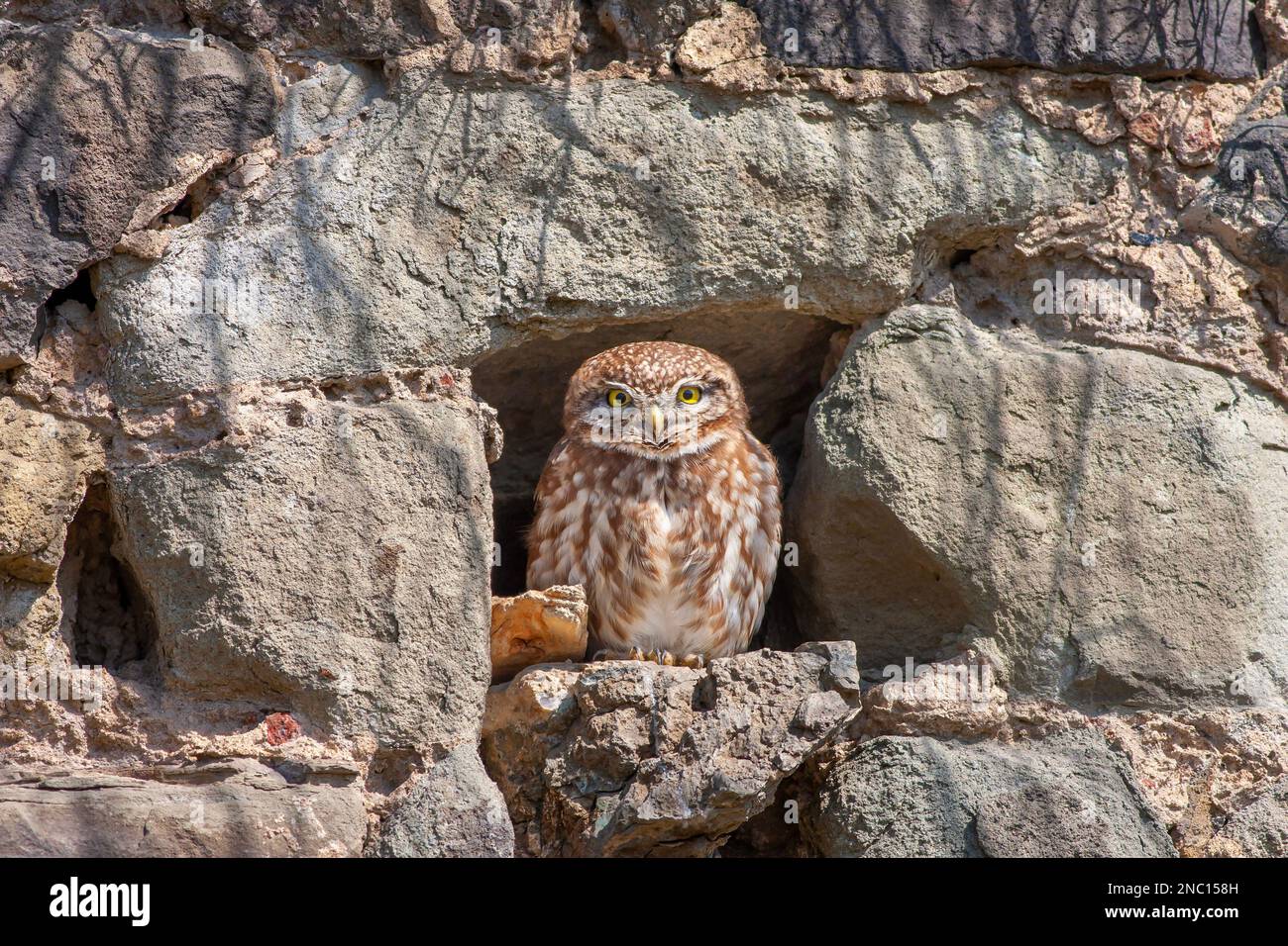 Kleine Eule in einem Loch in der Burgmauer Stockfoto