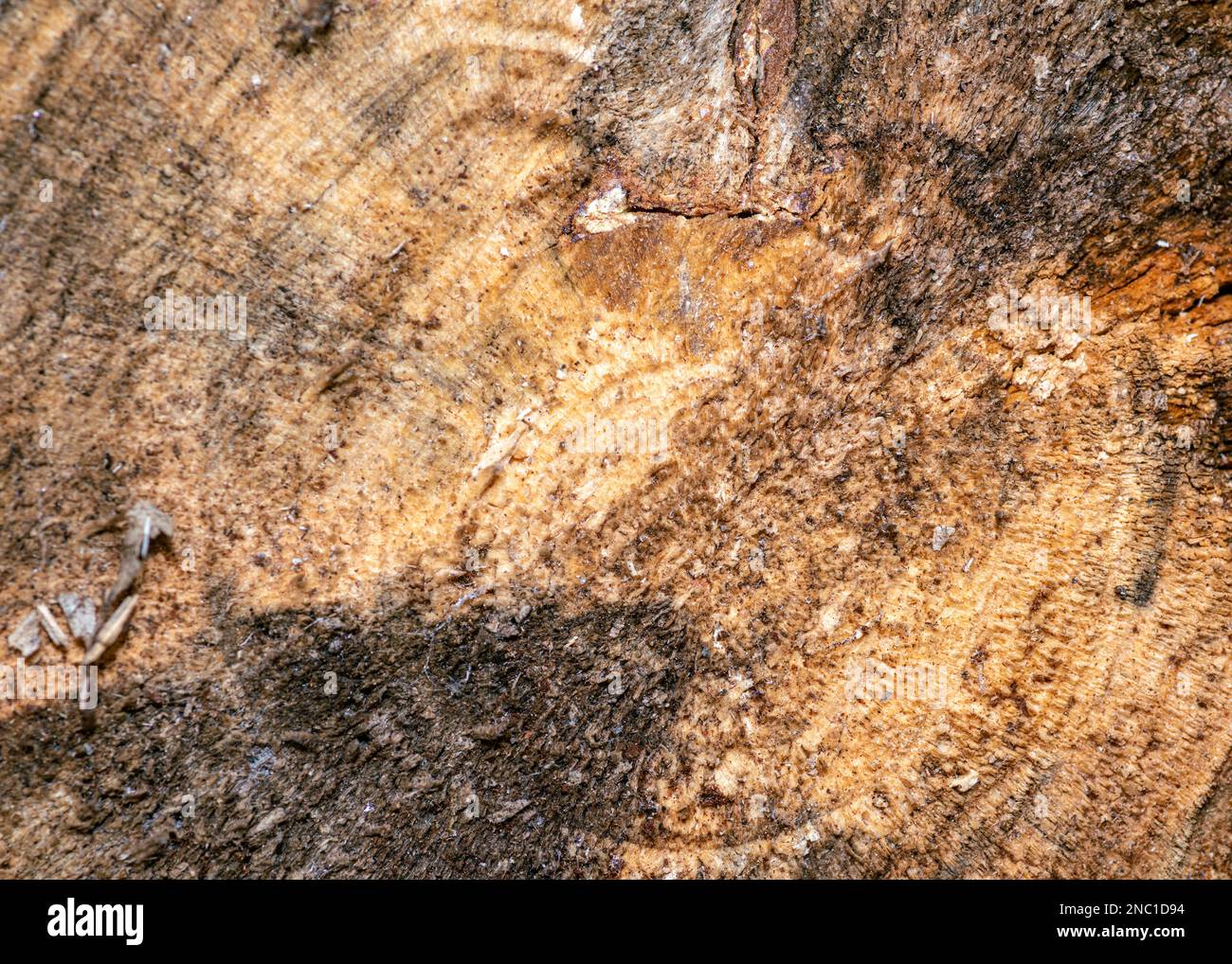 Eine Nahaufnahme der Konsistenz von frisch gesägtem Holz Stockfoto