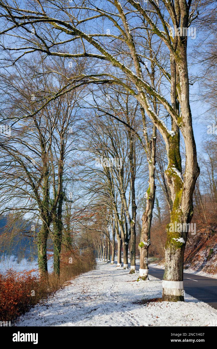 Europa, Luxemburg, Septfontaines, Fußweg an der baumgesäumten Autobahn CR105 entlang des Äischdall (Tal) im Winter Stockfoto