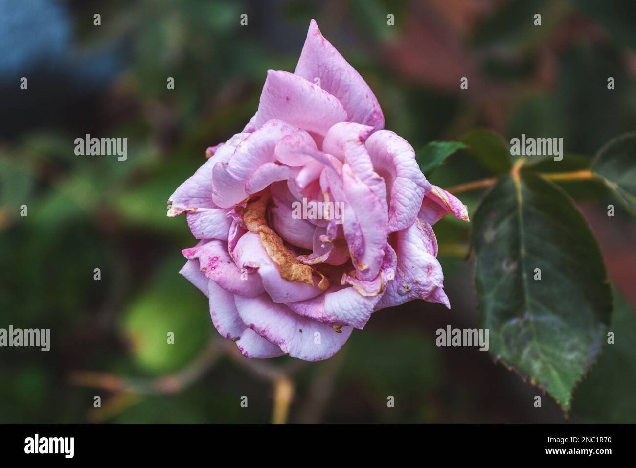 Eine einzelne rosa Rose, verwelkt aus Mangel an Wasser oder Sonne, Dürre Stockfoto