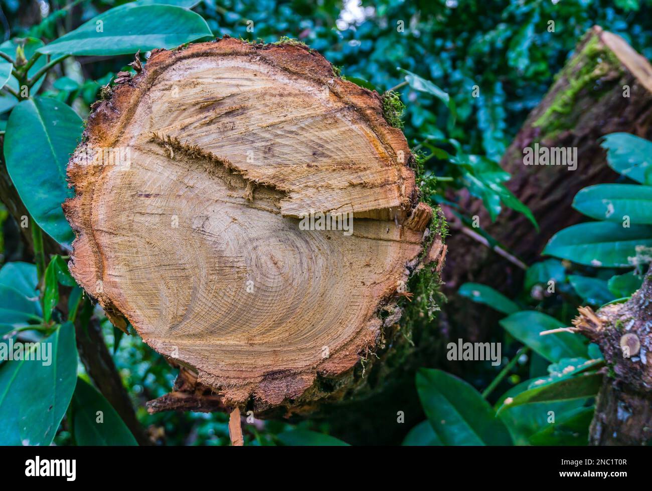Eine Nahaufnahme eines Schnittholzes. Details mit Holzmaserung. Stockfoto