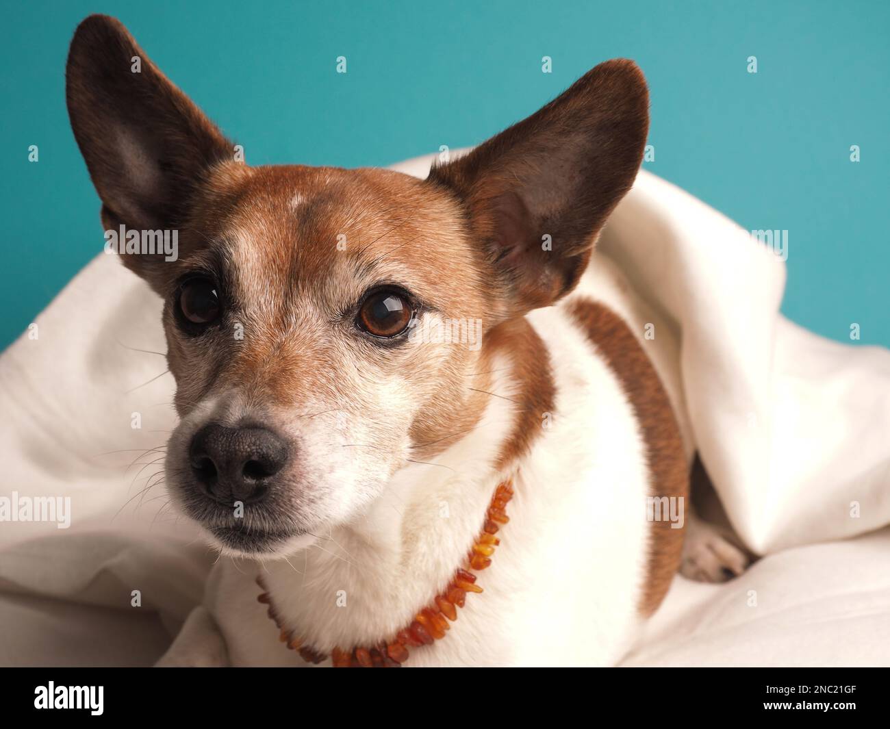 Porträt eines Jack Russell Terrier auf einem Kissen, Studiofoto Stockfoto