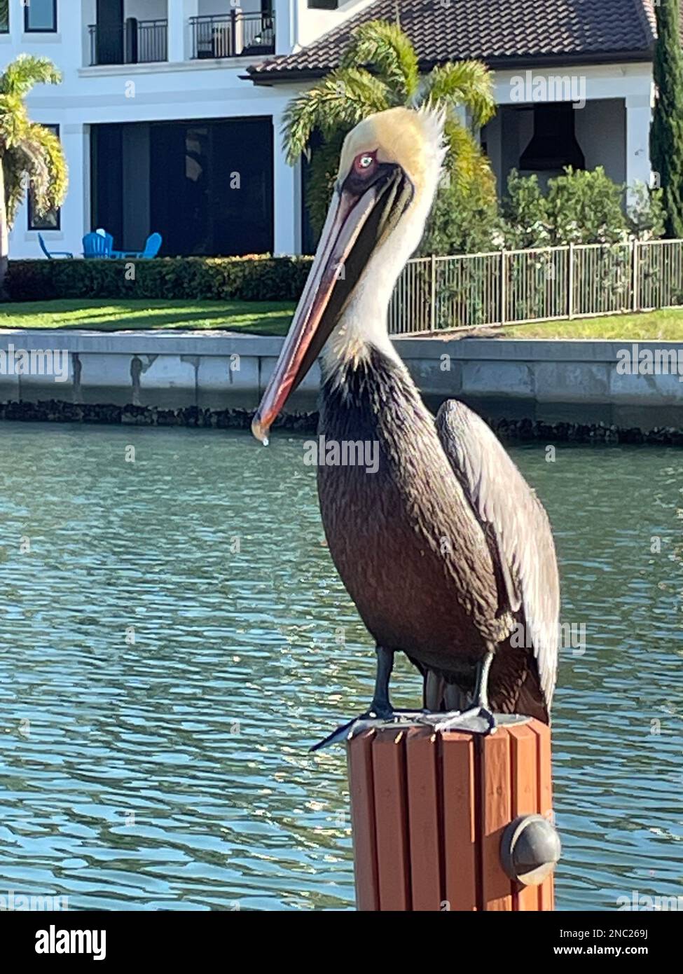 Pelican ruht sich auf Post aus Stockfoto