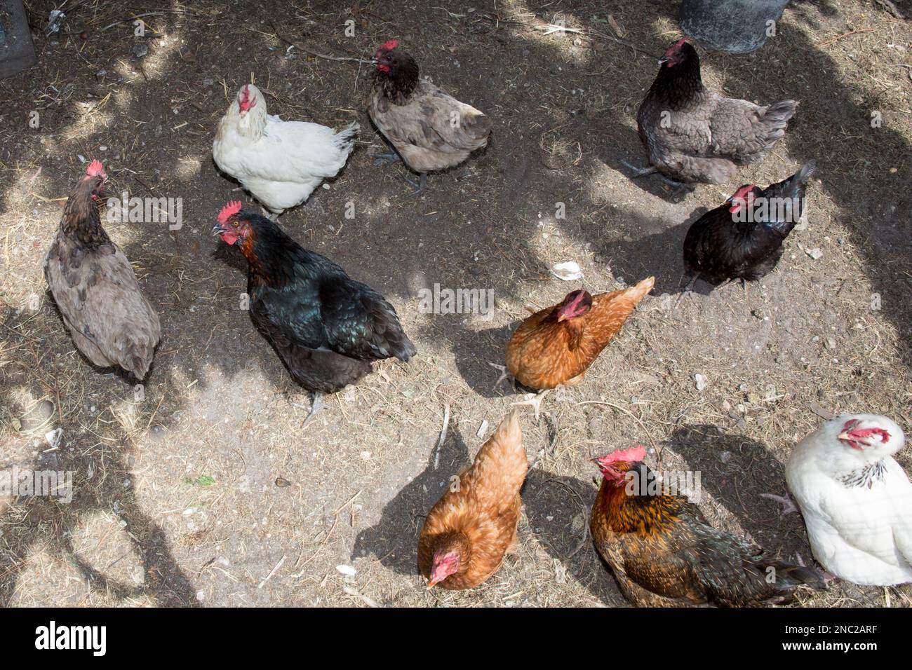 Die Hennen ernähren sich an sonnigen Tagen auf dem traditionellen Bauernhof Stockfoto