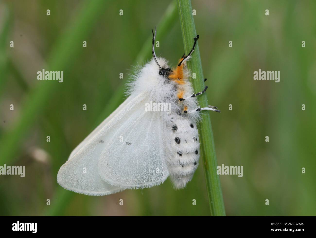Musselin-Motte (Diaphora mendica) Tagesfliegende Frau, die sich auf Gras ruht und die Flügel Polens hochgezogen haben Mai Stockfoto