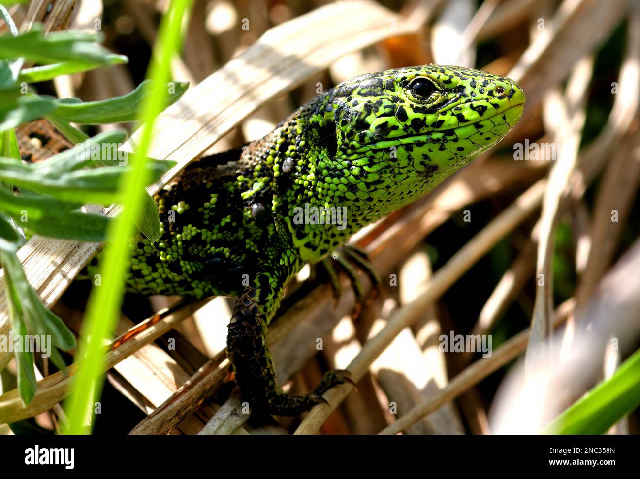 SandLizard (Lacerta agilis) Nahaufnahme des männlichen Polen Mai Stockfoto