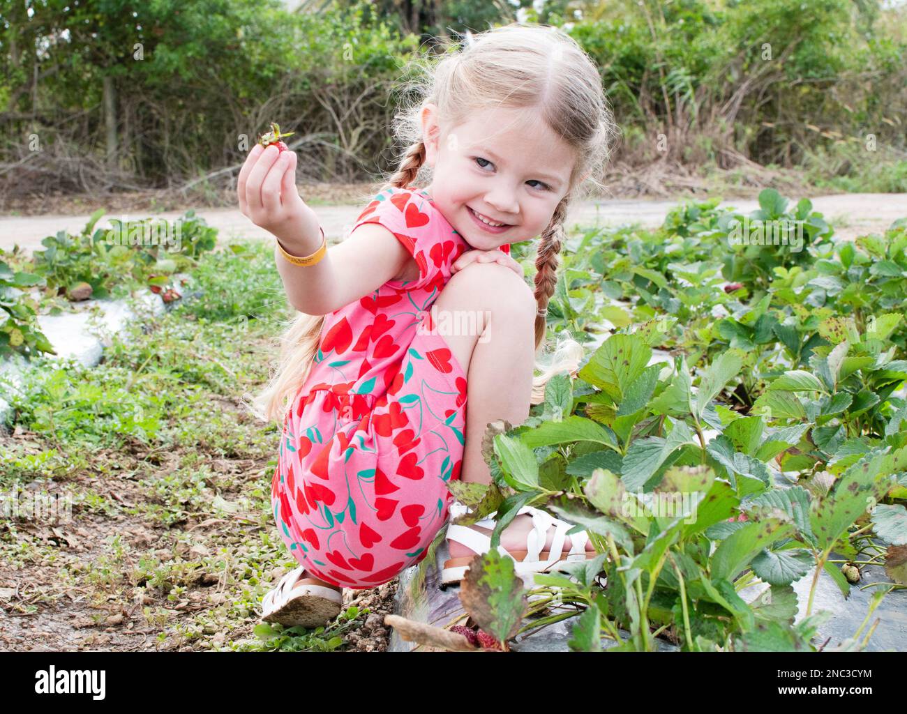 Ein lächelndes kleines Mädchen pflückt Erdbeeren in einem rosafarbenen Kleid auf der U-Pflückerfarm. Das Mädchen schaut auf die Erdbeere Stockfoto