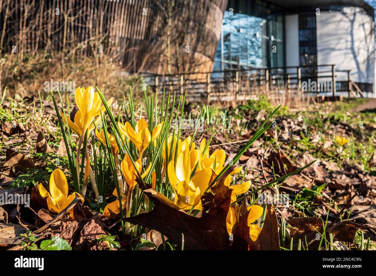 Frühjahrsgrunzen. Blühende Krokusse in Bute Park, Cardiff. Krokusse als Symbol des Frühlings. Blühendes gelbes Crocus. Lila Crocus Iridaceae Stockfoto