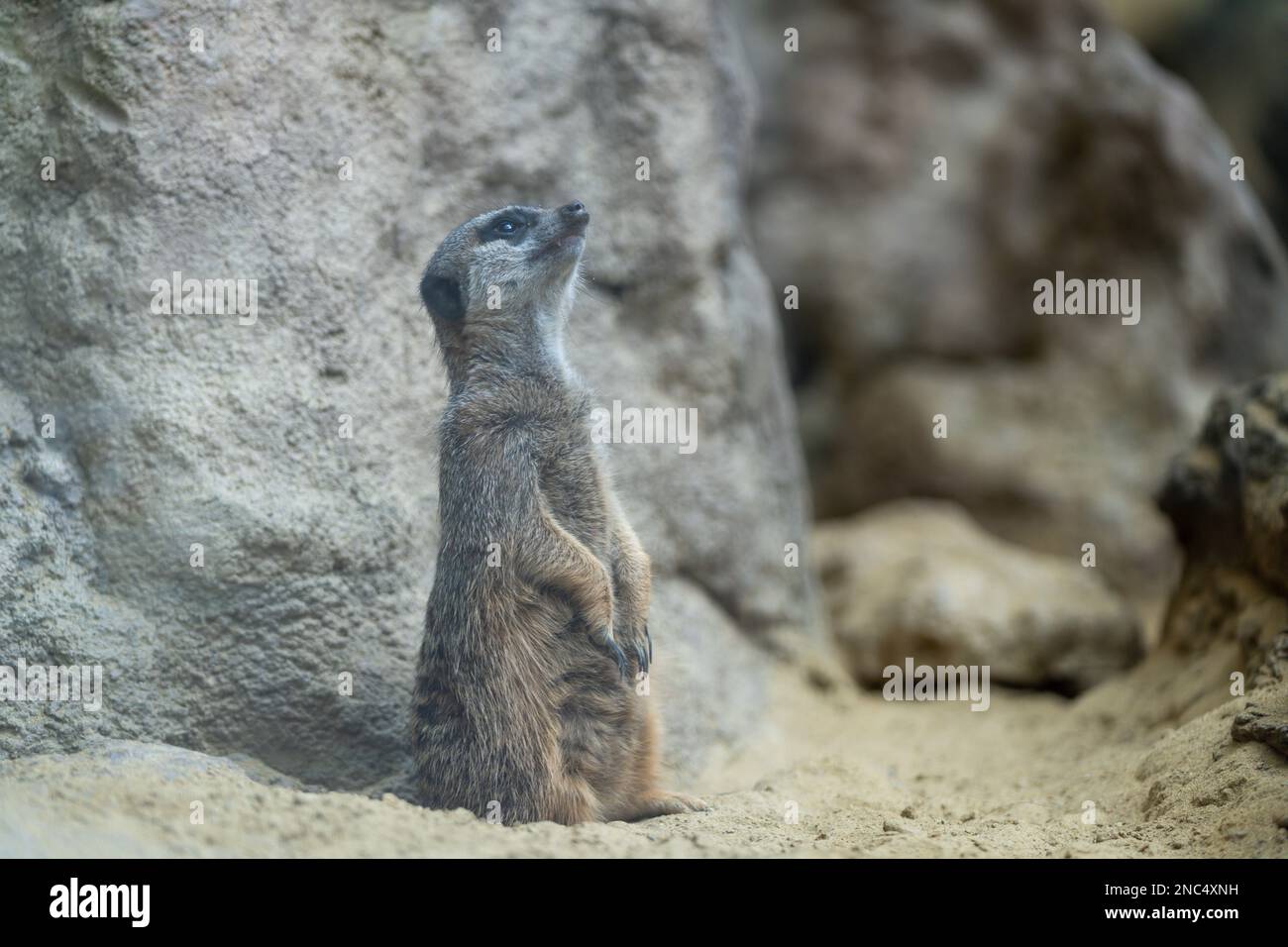 Meerkat (suricata suricatta) Wildtier, aufrecht stehend, schauend nach oben. Stockfoto