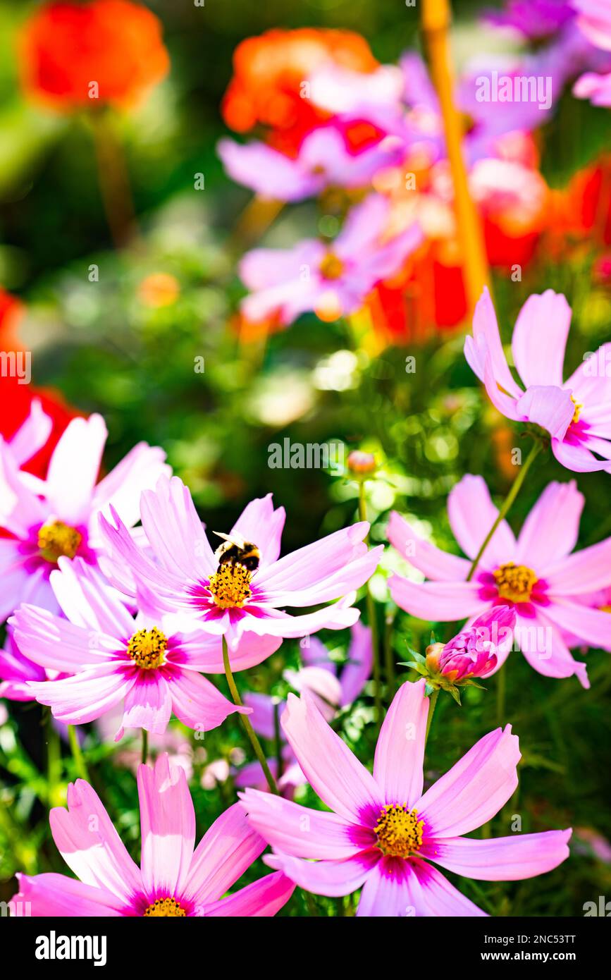 Cottage Garden mit rosa Blumen Stockfoto