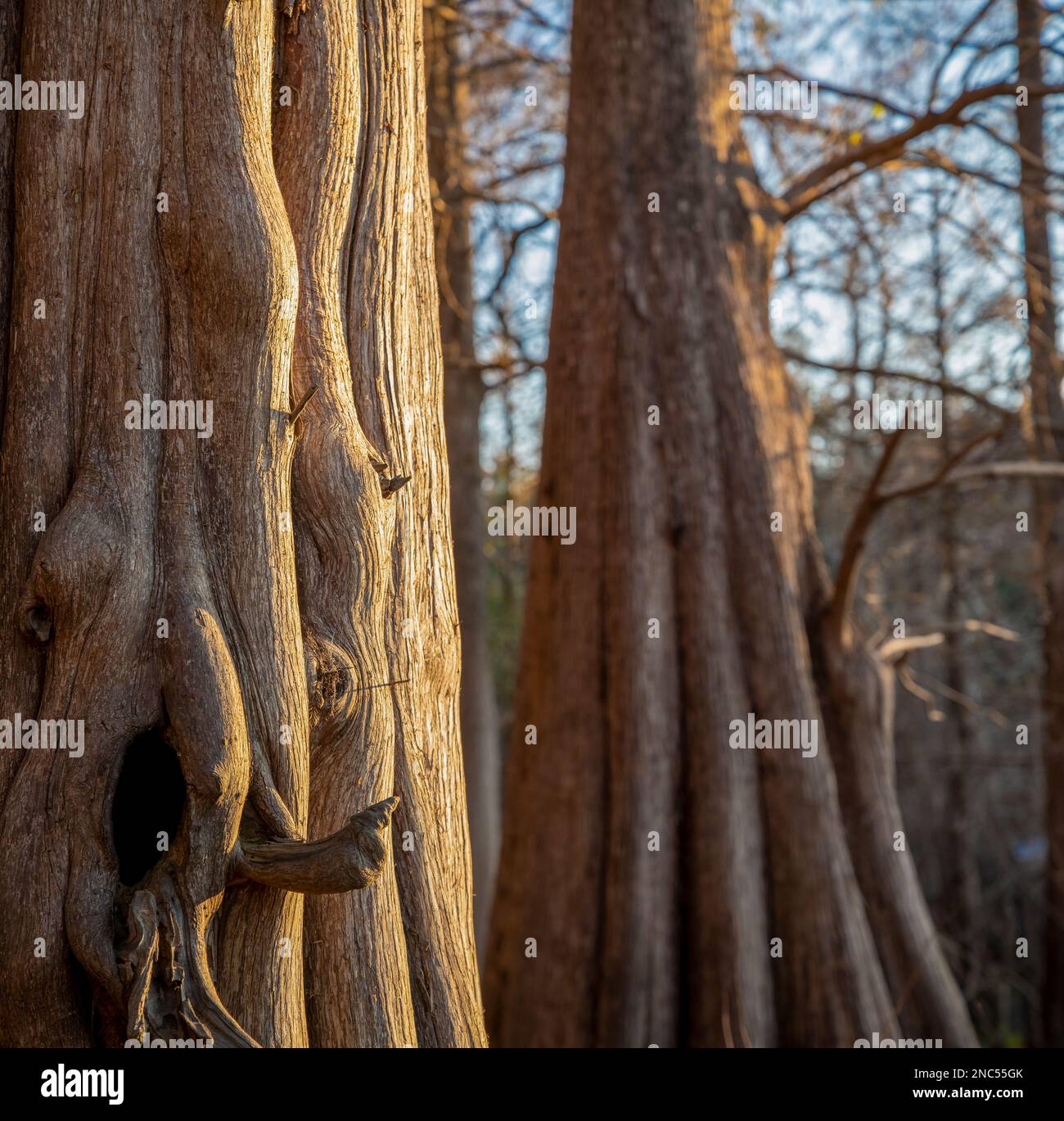 Pond Cypress Tree Stamm Details im Indian Lake State Park, Florida Stockfoto