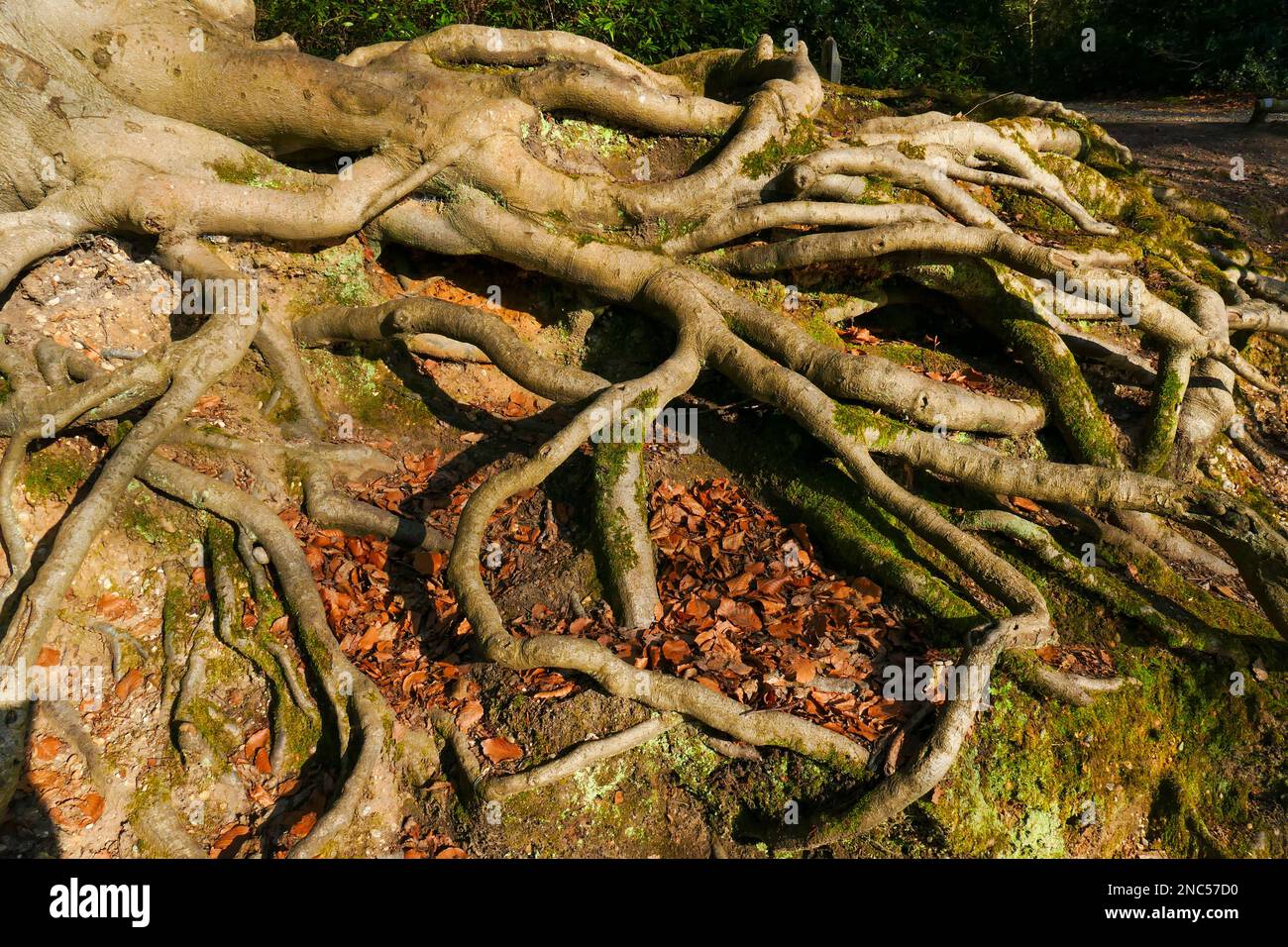 Europäischer Buchenbaum mit freiliegenden Wurzeln, Knighton Wood, Buckhurst Hill, Essex Stockfoto