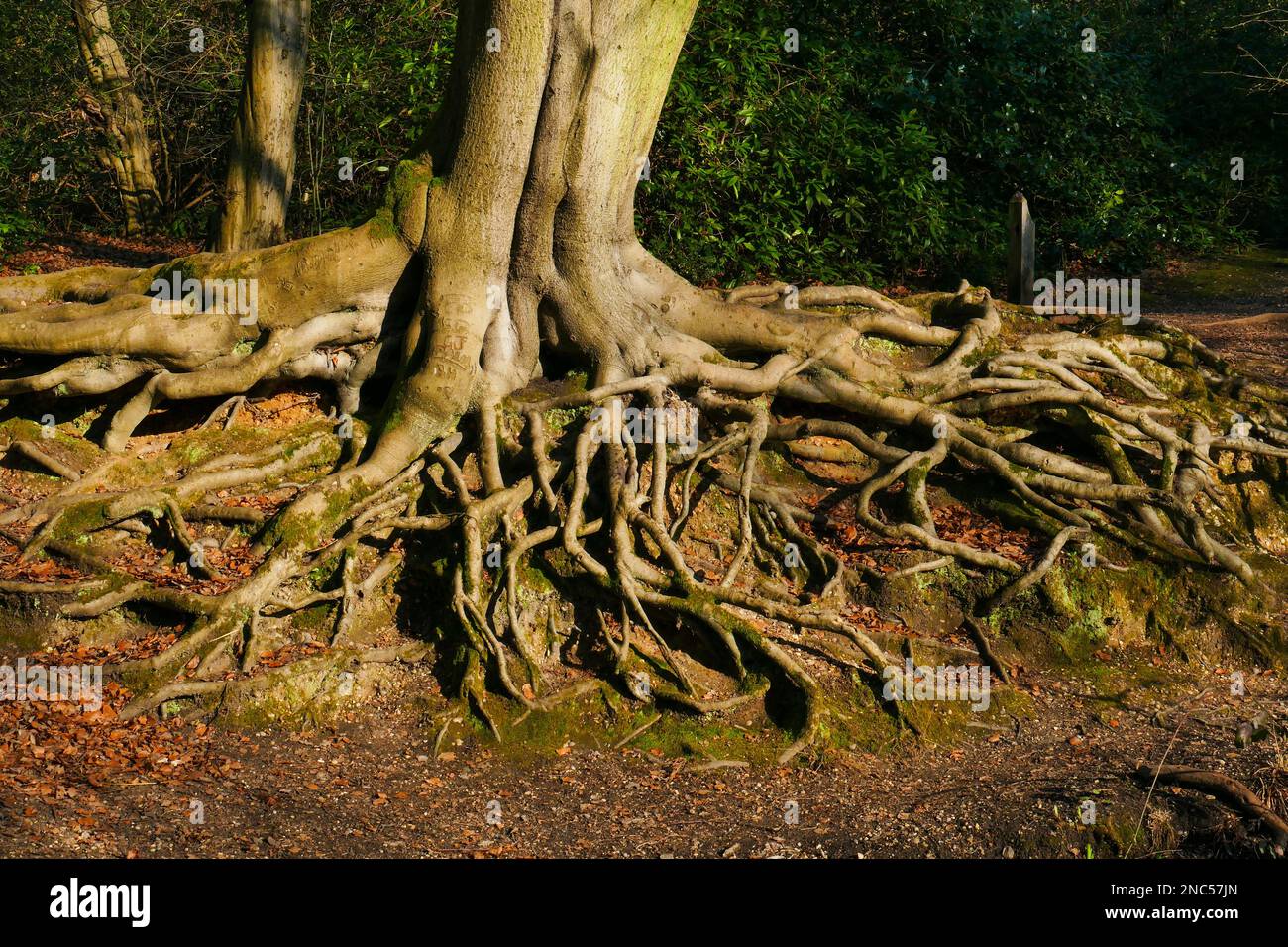 Europäischer Buchenbaum mit freiliegenden Wurzeln, Knighton Wood, Buckhurst Hill, Essex Stockfoto