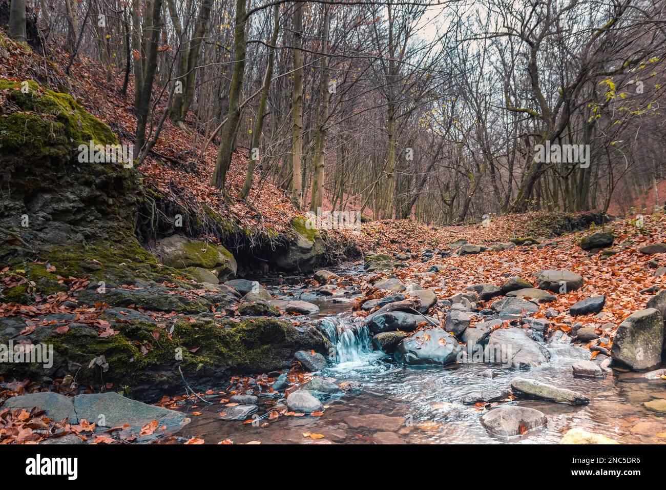 Das Tal des Csarna Creek ist der größte unberührte Wald in Ungarn, Kemence Stockfoto