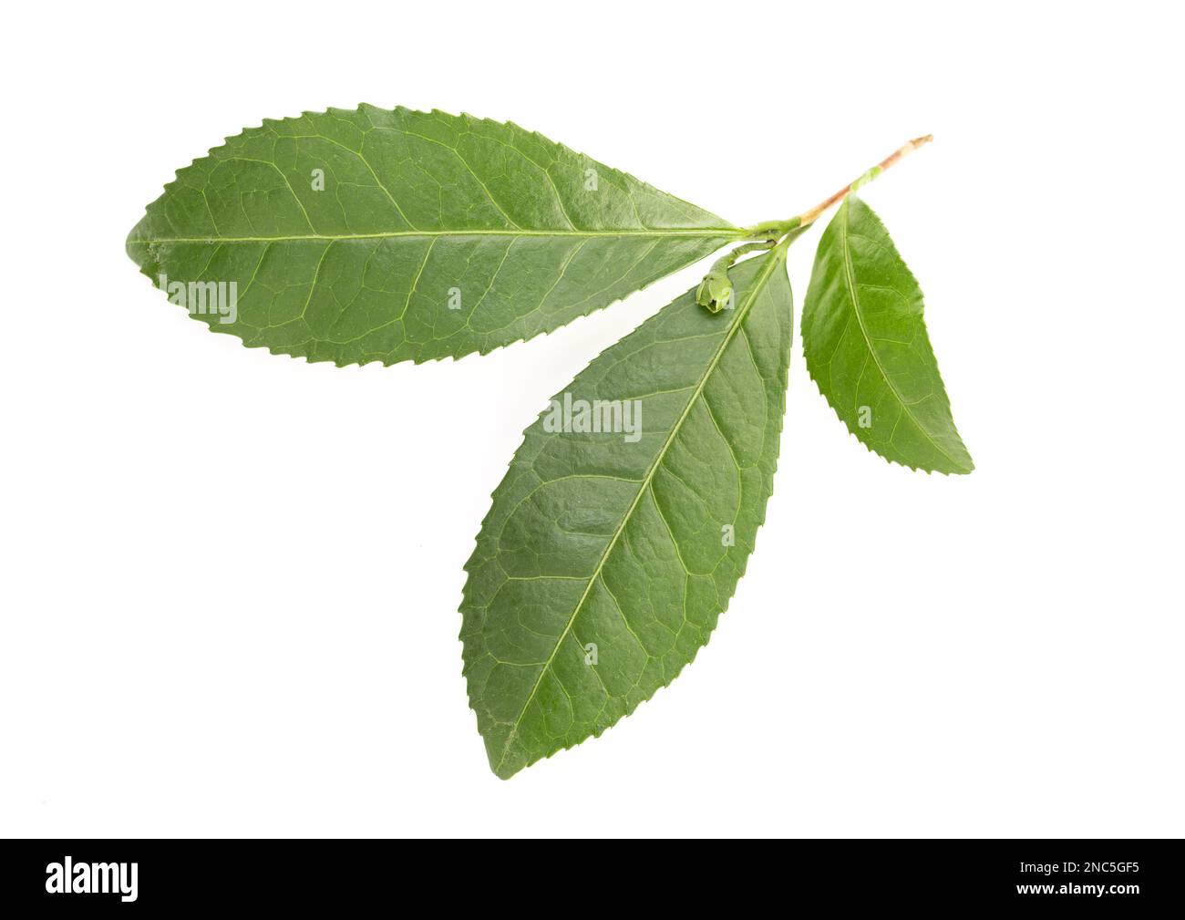 Frische Camellia sinensis- oder Teepflanzenblätter, isoliert auf weißem Hintergrund Stockfoto