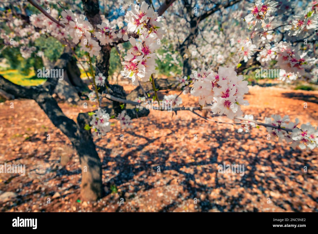 Blühender Apfelgarten. Fantastische Frühlingsszene in Apulien, Italien, Europa. Schönheit des Naturkonzepts Hintergrund. Stockfoto