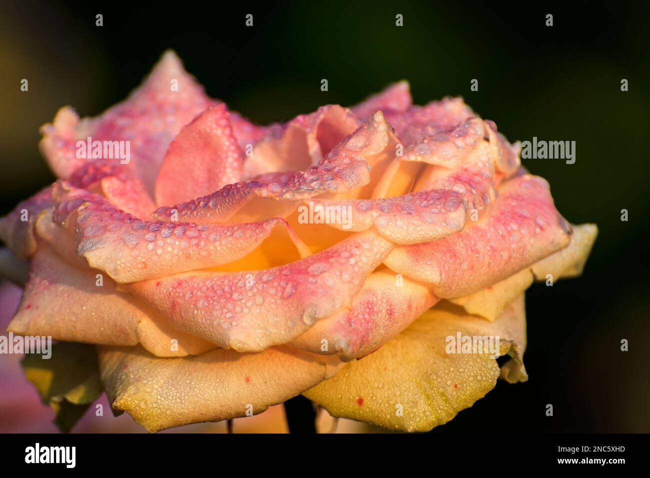 Tautropfen auf den rosafarbenen Rosenblüten, Blüte der waldreichen Staudenblüher der Gattung Rosa, Rosaceae. Früh Winter Morgen Natur Blumen. Stockfoto