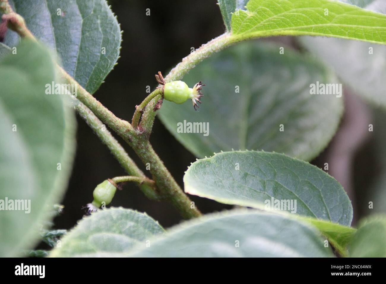 Actinidia arguta Vitikiwi Stockfoto