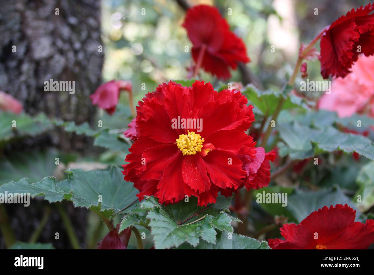 Begonia x tuberhybrida Stockfoto