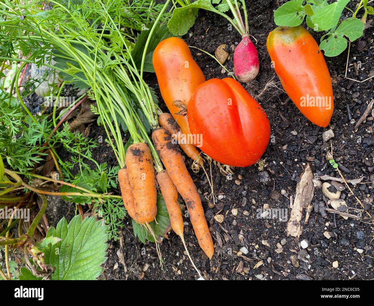 Städtische Gartenarbeit in der Stadt auf Balkon oder Terrasse mit Gemüse: Tomaten, Salat, Rettich, Karotten und Mangold. Vegane Ernährung und gesunde Ernährung für einen Sus Stockfoto