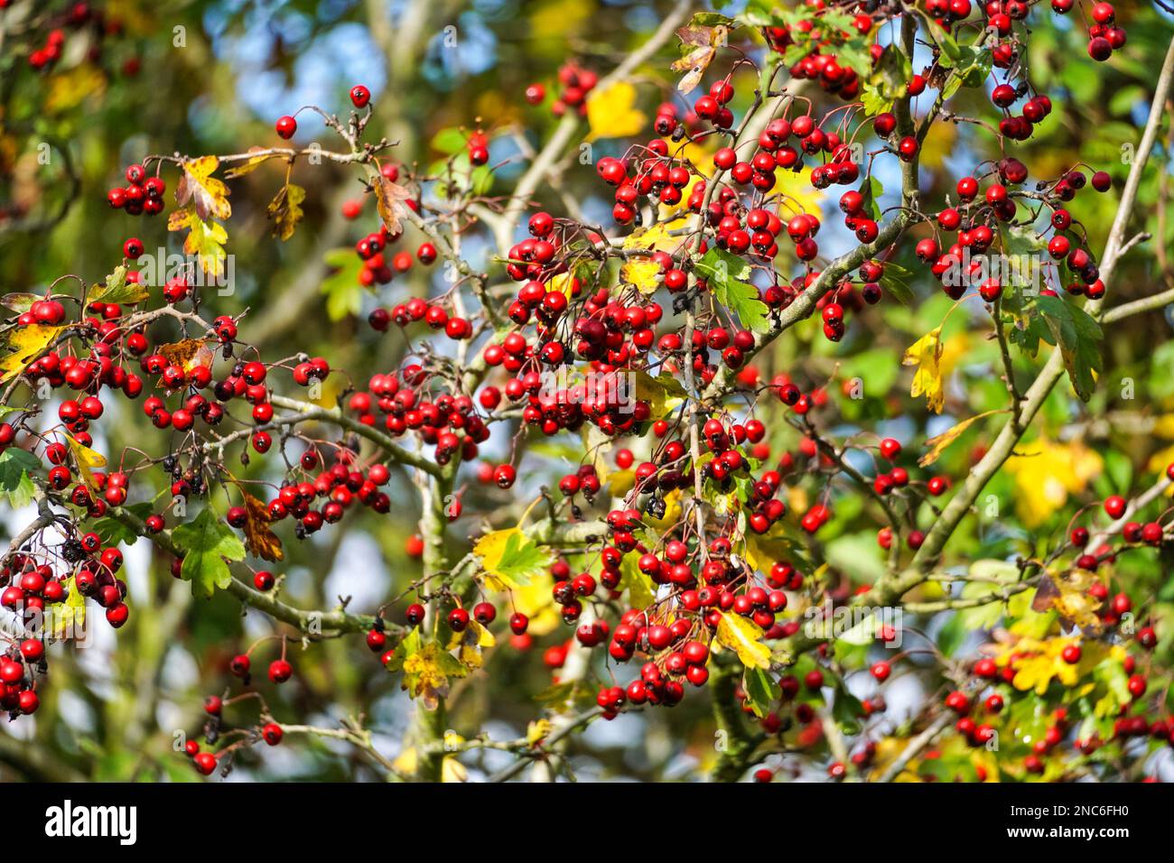 Roten Weißdornbeeren Stockfoto