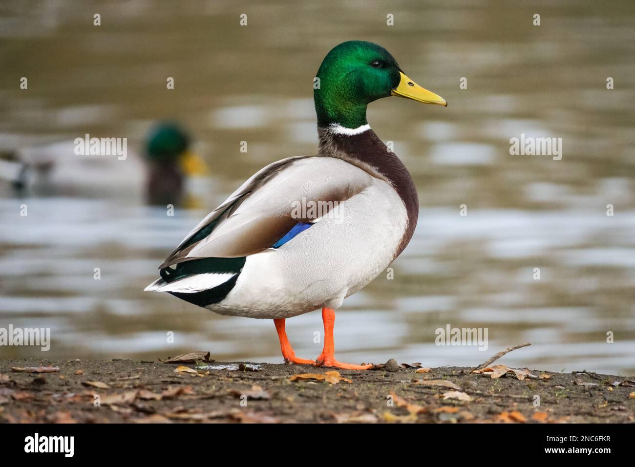 Männliche Stockenten, Anas platyrhynchos, wilde Ente Stockfoto