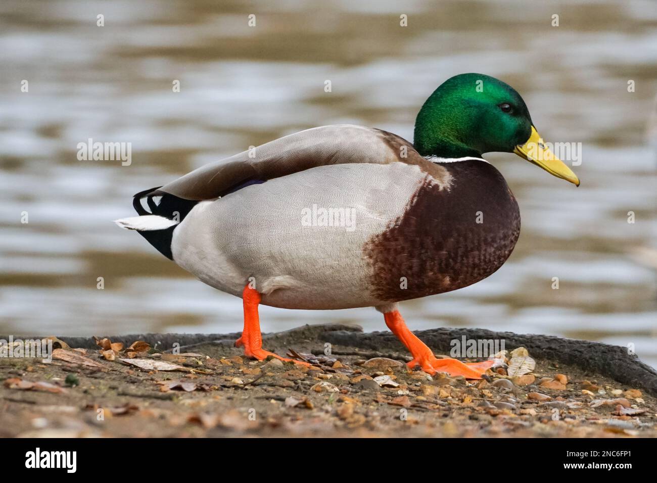 Männliche Stockenten, Anas platyrhynchos, wilde Ente Stockfoto