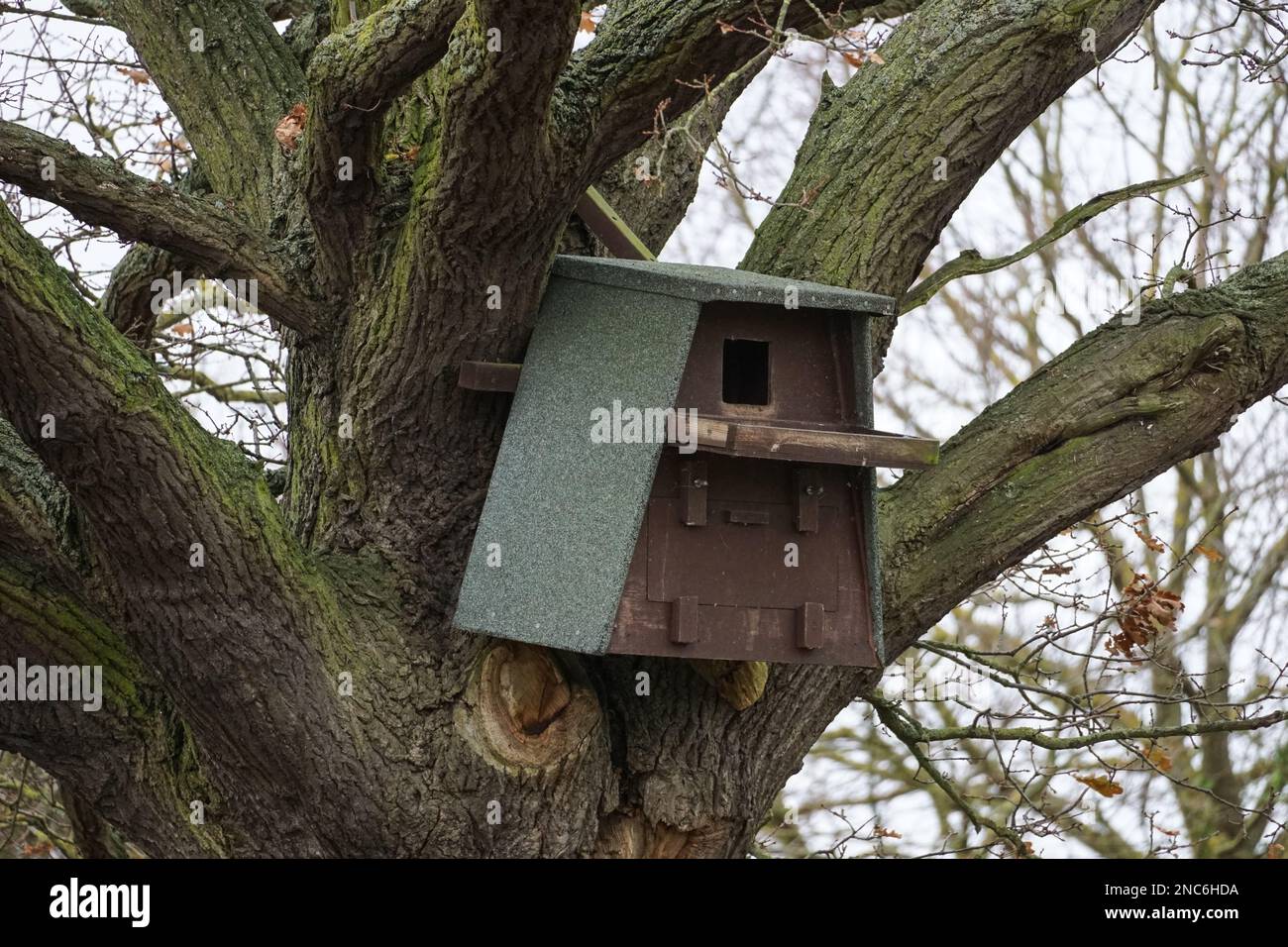 Nestkasten für Eulen und Greifvögel, England Vereinigtes Königreich Stockfoto
