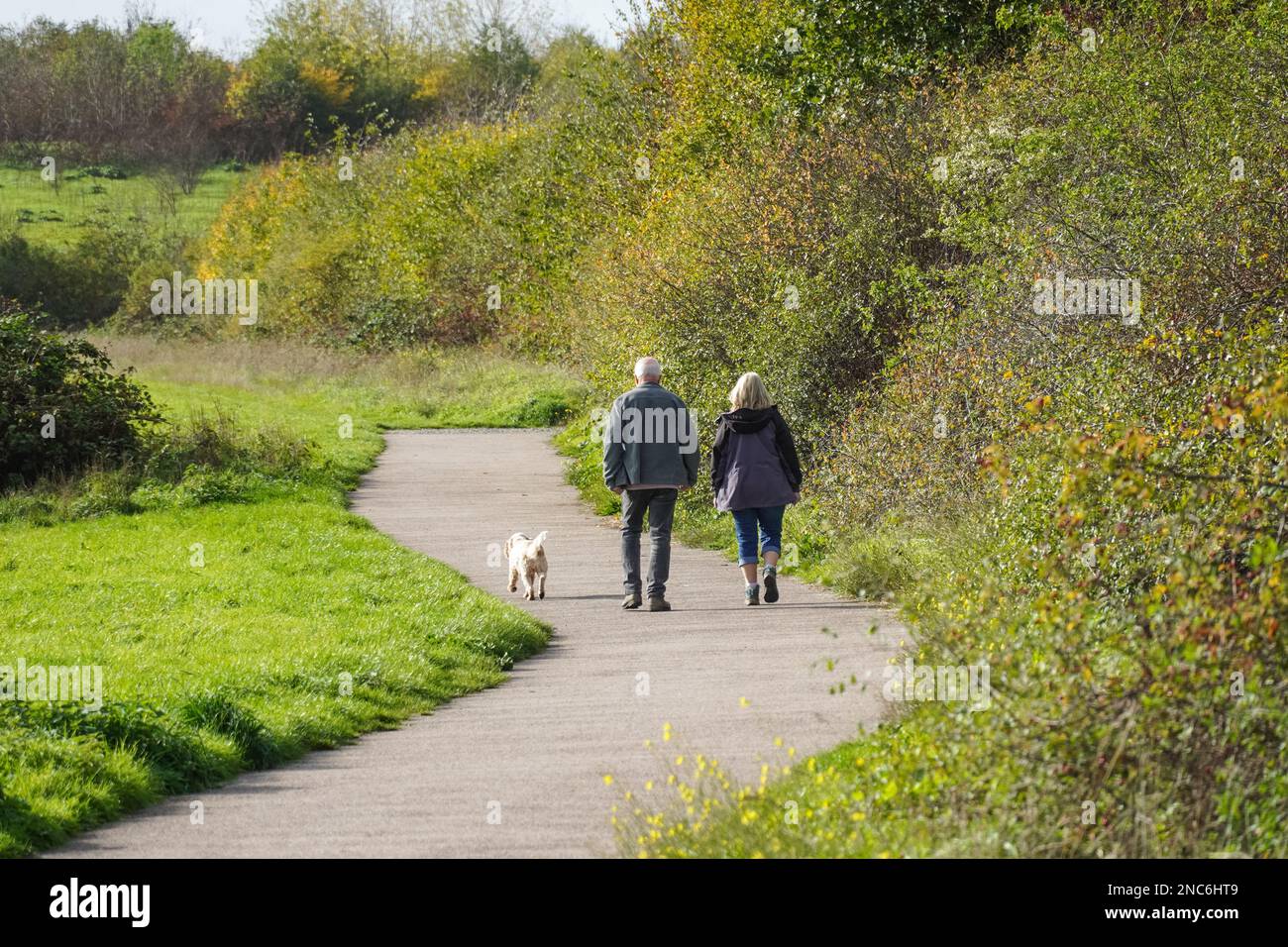 Senior Dog Walkers in einem Park im Herbst, Essex England Großbritannien Stockfoto