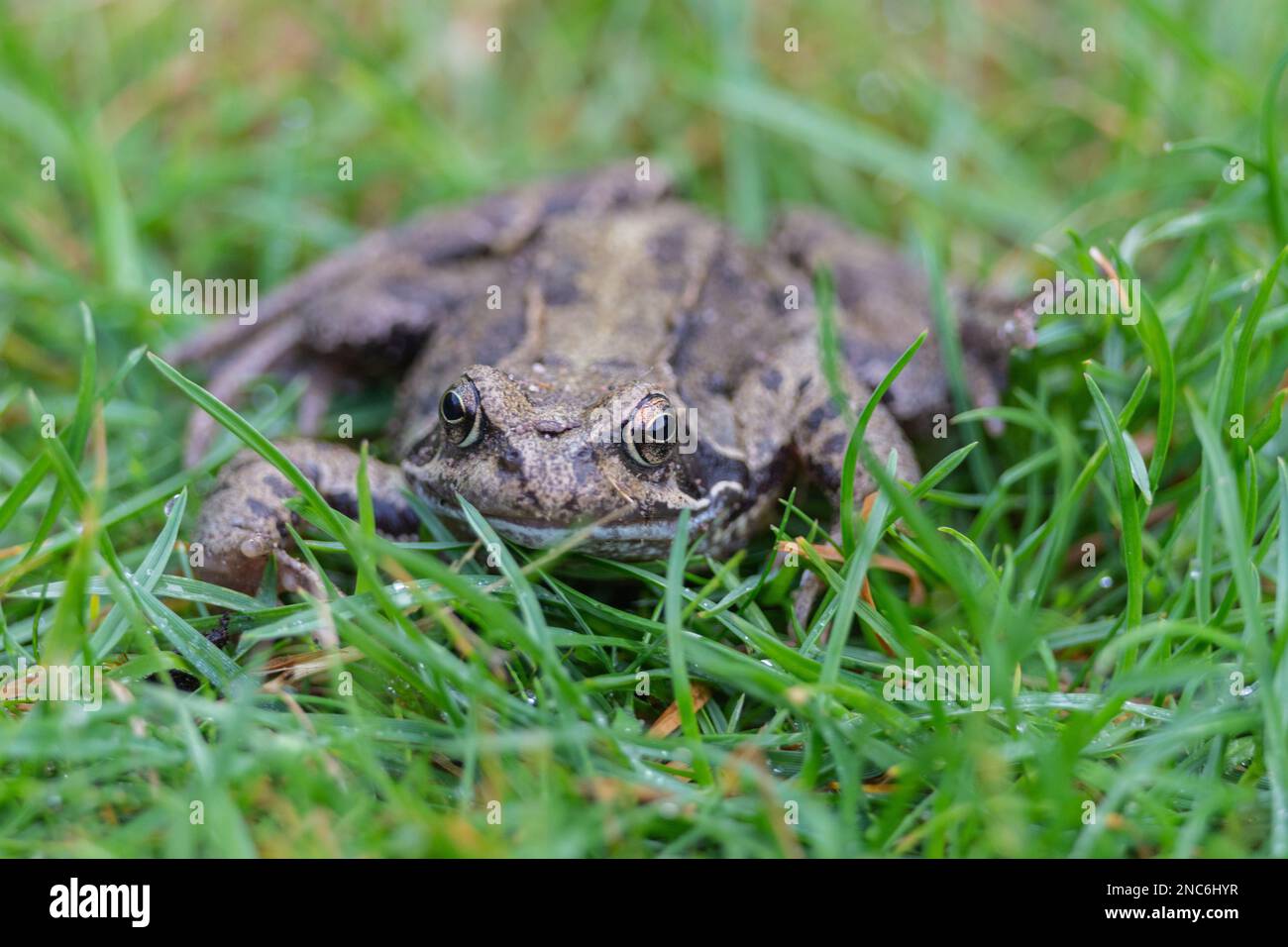 Gemeiner Frosch, der im Gras liegt und in Richtung des Betrachters blickt Stockfoto