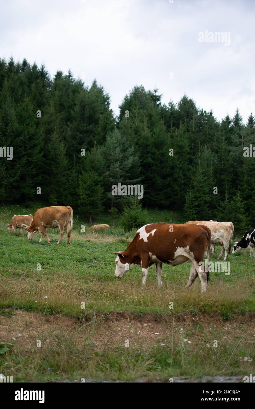 Die Gruppe der Kühe, die auf dem Feld weiden, mit Tannenwäldern im Hintergrund Stockfoto