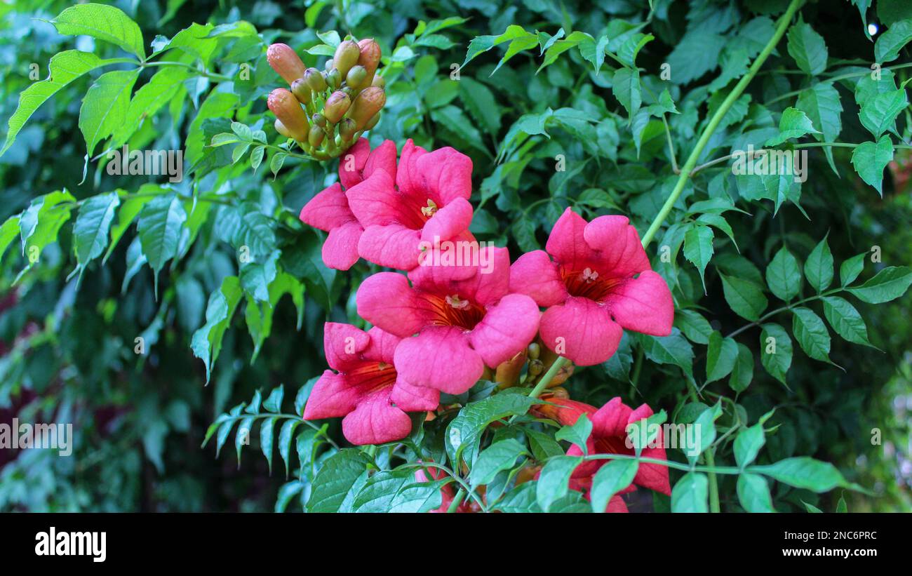 Rote Blumen von campsis. Campsis radidicans. Eine wunderschön blühende Liana, die für vertikale Gartenanlagen verwendet wird. Hüttengärten. Stockfoto