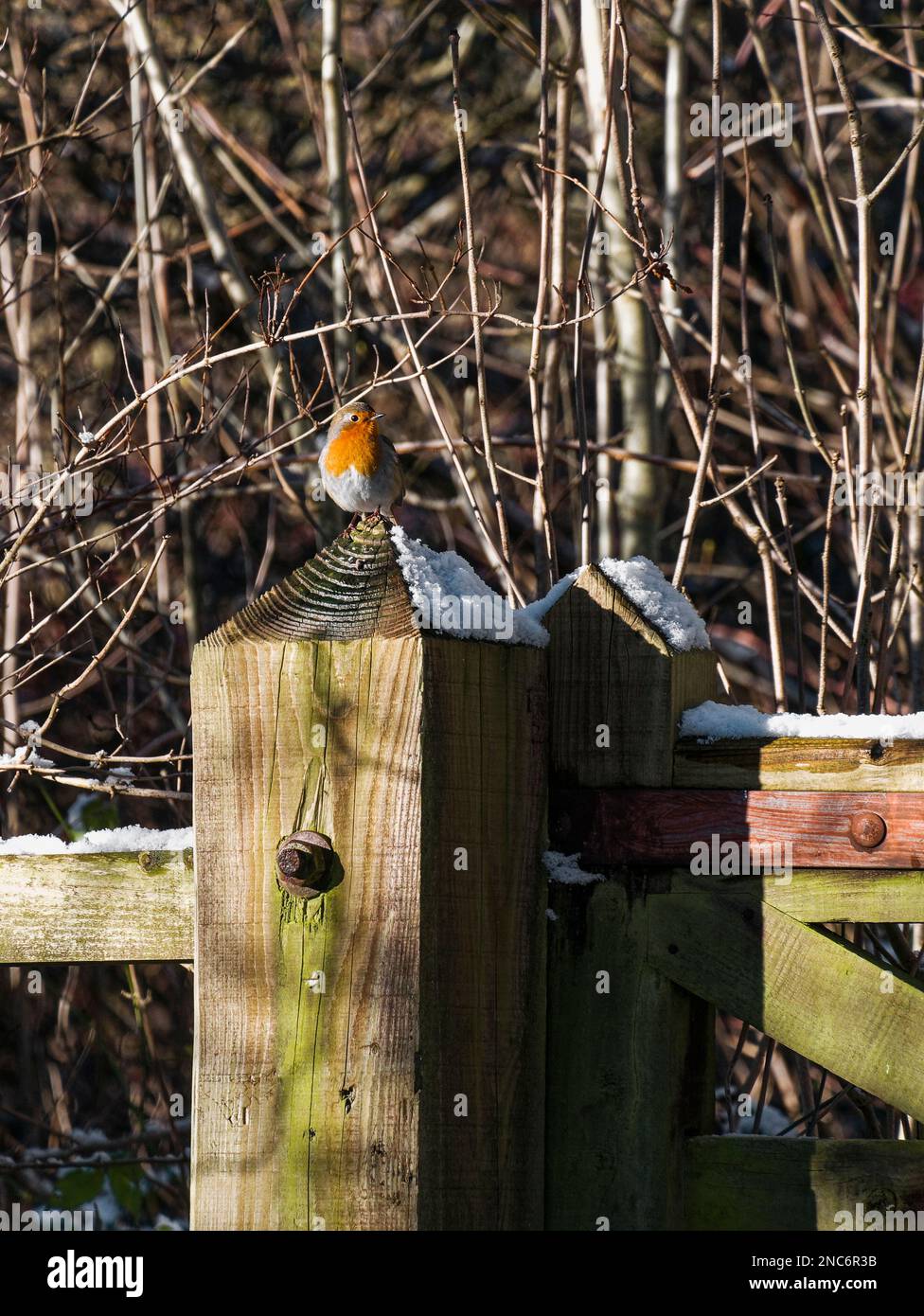 Robin, Erithacus rubecula, hoch oben auf einem schneebedeckten Pfahl im britischen Winter. Stockfoto