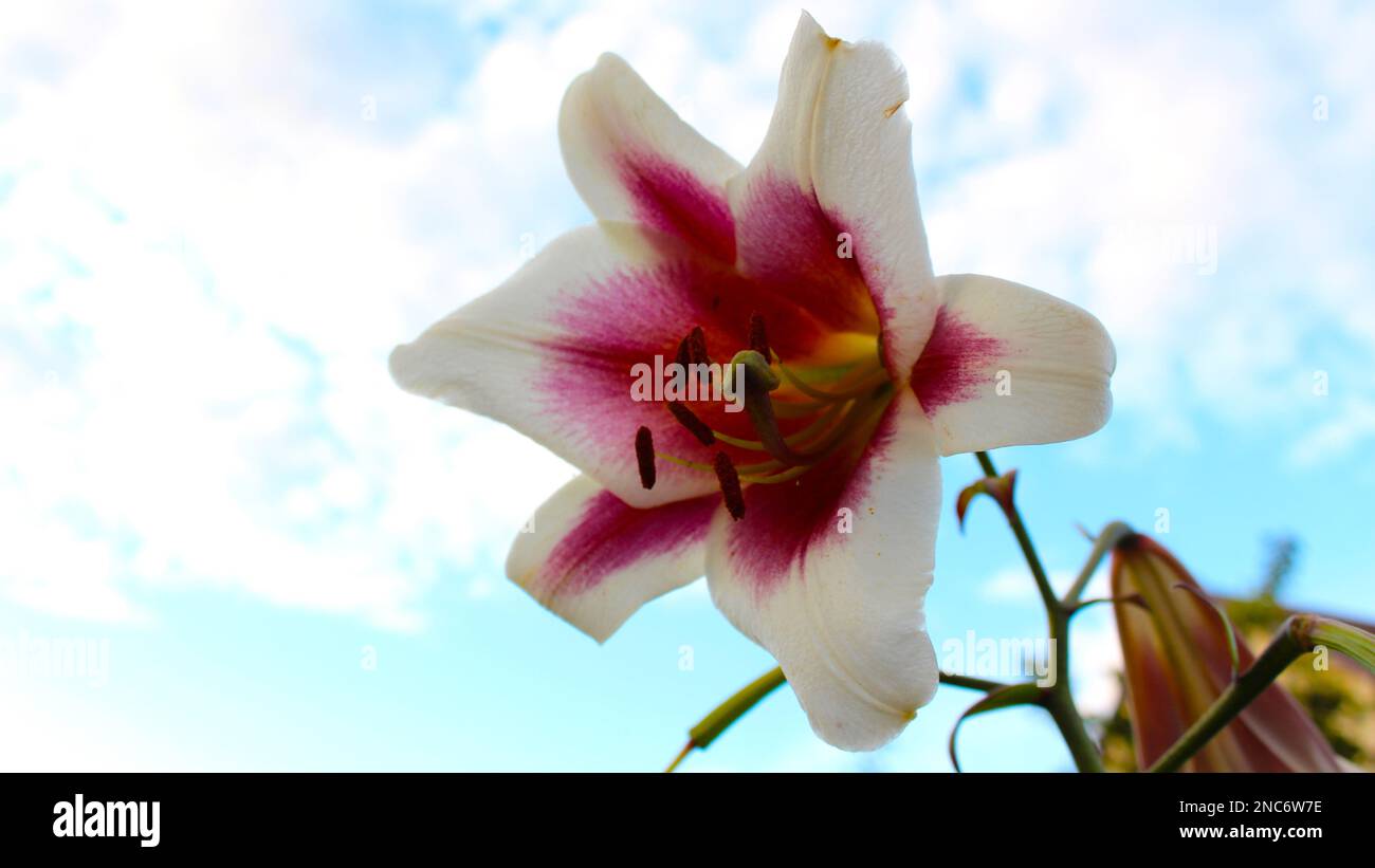 Große Lilienblüten-Nahaufnahme mit Himmel im Hintergrund. Hüttengarten. Stockfoto