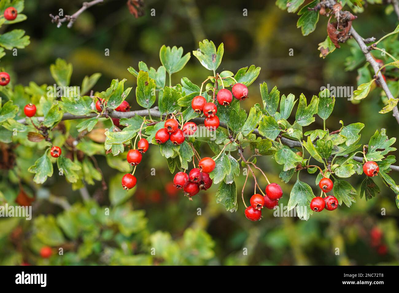 Roten Weißdornbeeren Stockfoto