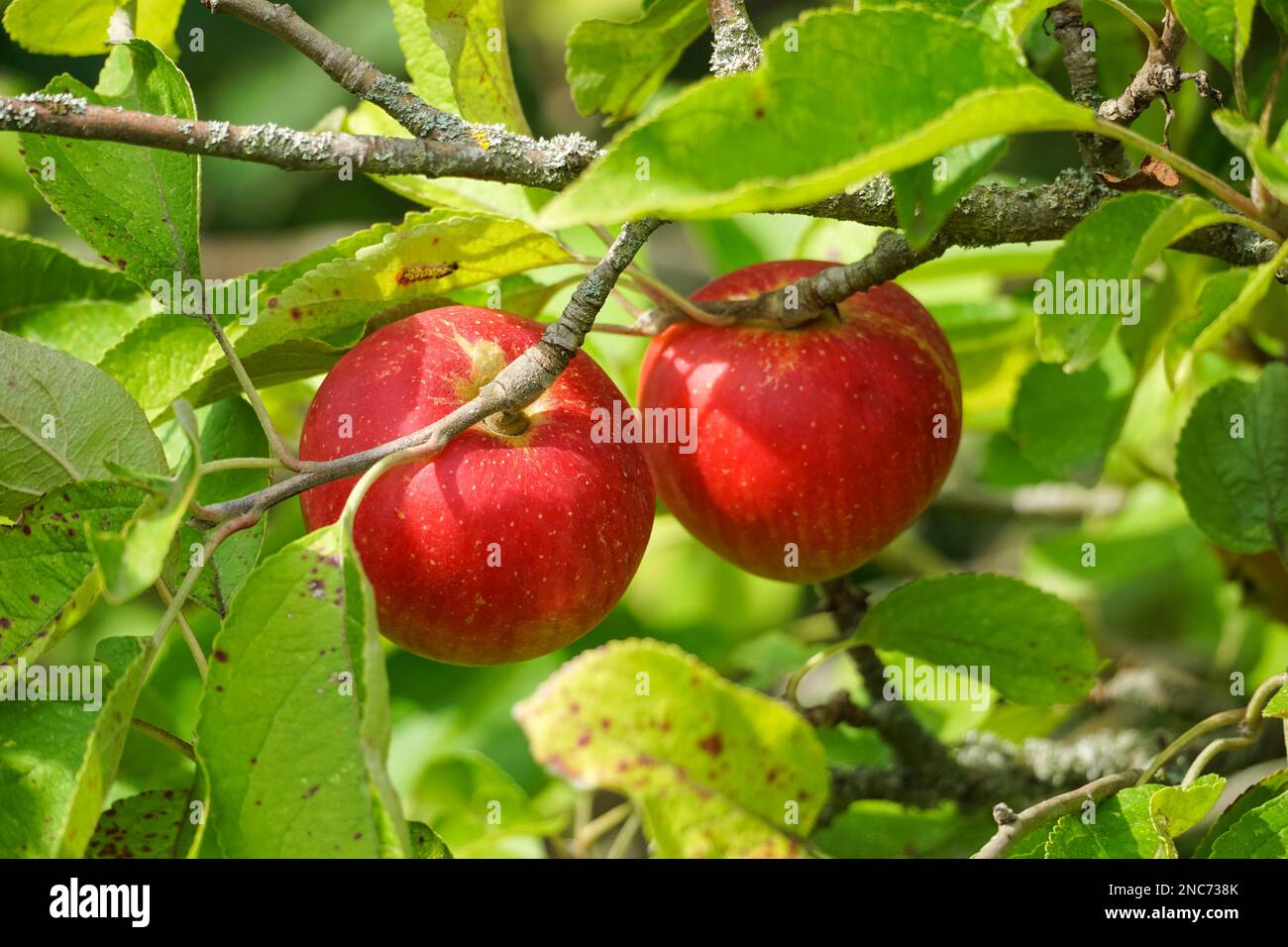 Apfelfrüchte wachsen auf einem Apfelbaum Stockfoto