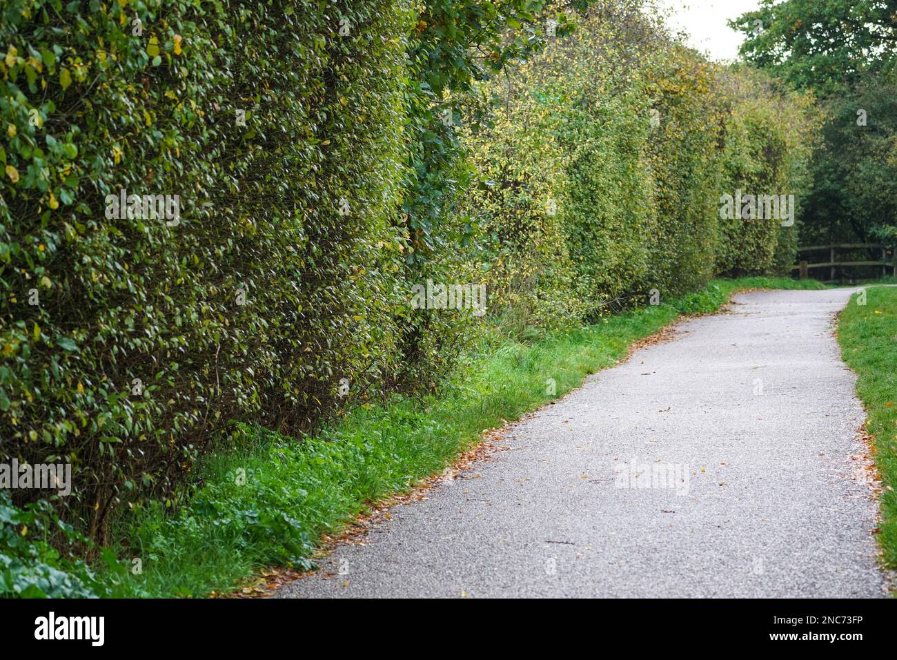 Eine Hecke, die entlang des Fußwegs in Essex, Großbritannien, gepflanzt wurde Stockfoto