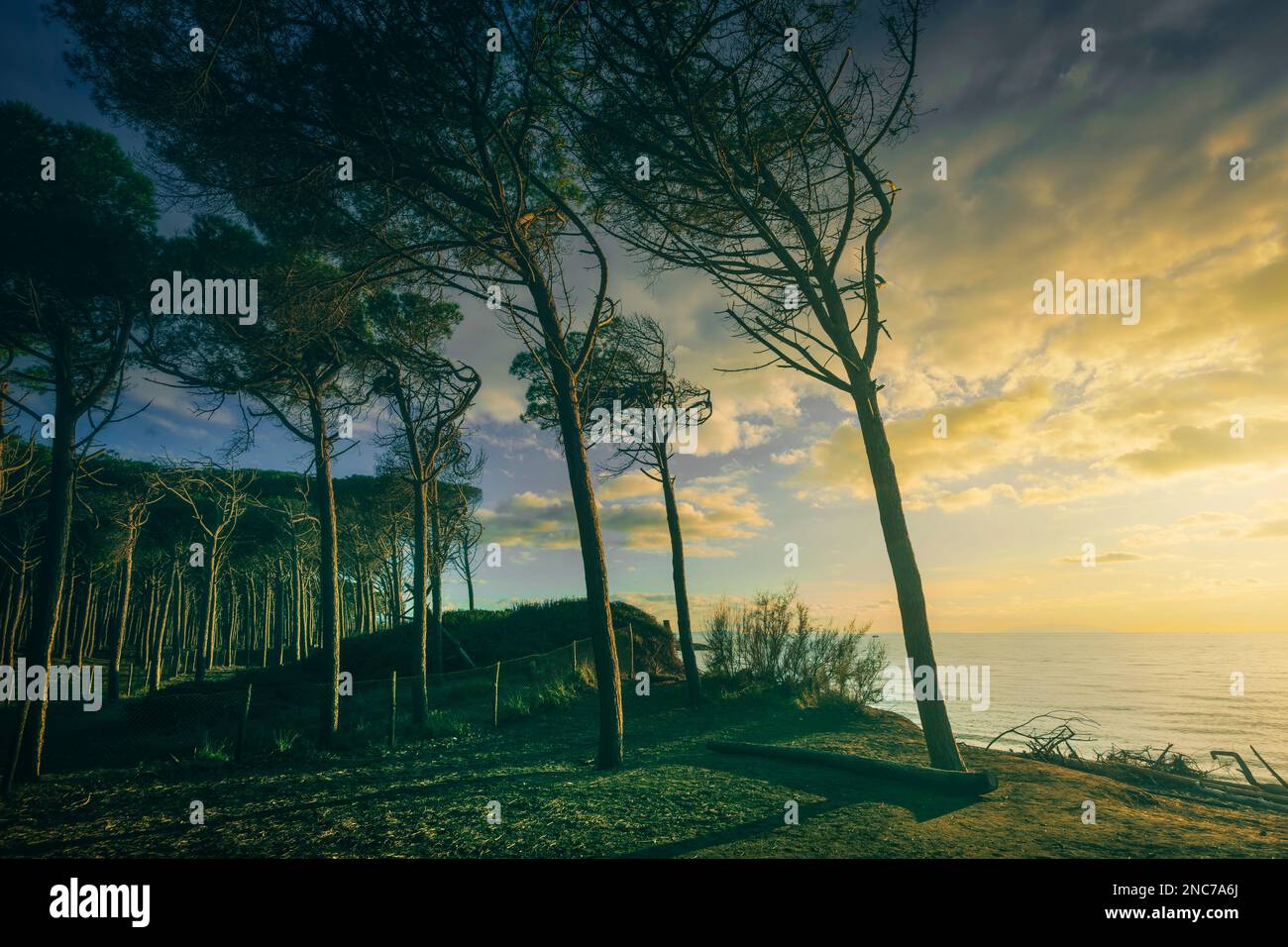 Pinien, Strand und Meer, Marina di Cecina, Maremma, Toskana, Italien Europa. Stockfoto