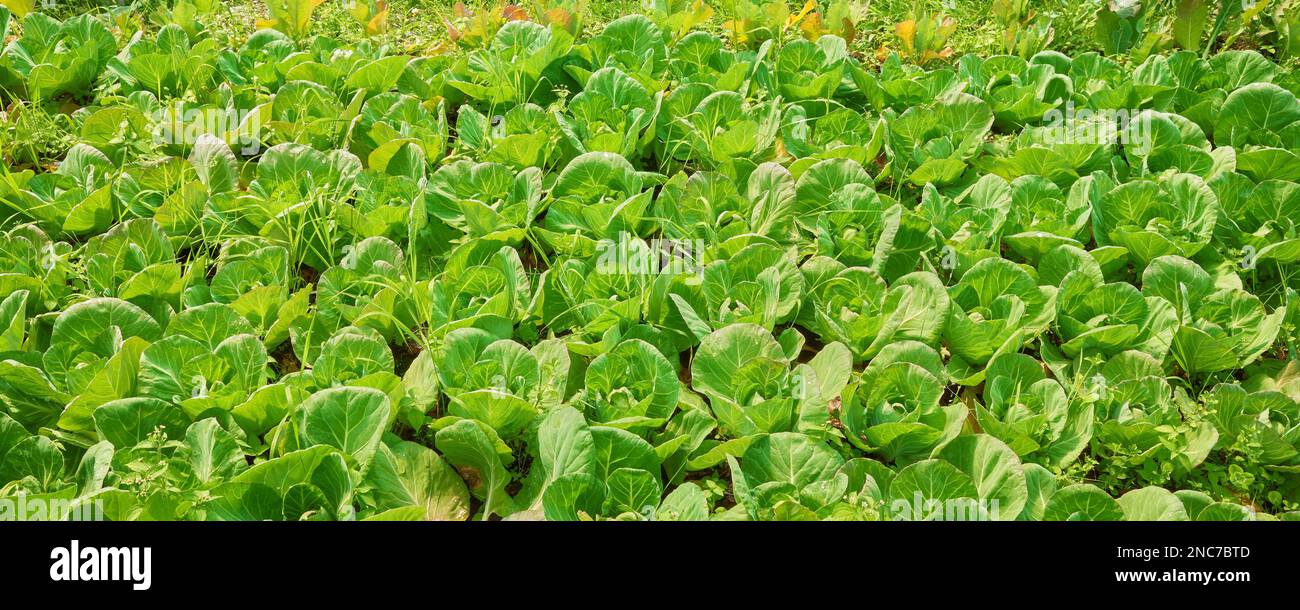 Bild einer Bio-Gemüseplantage. Stockfoto