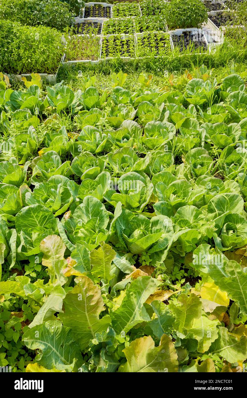 Bild einer organischen Gemüseplantage. Stockfoto