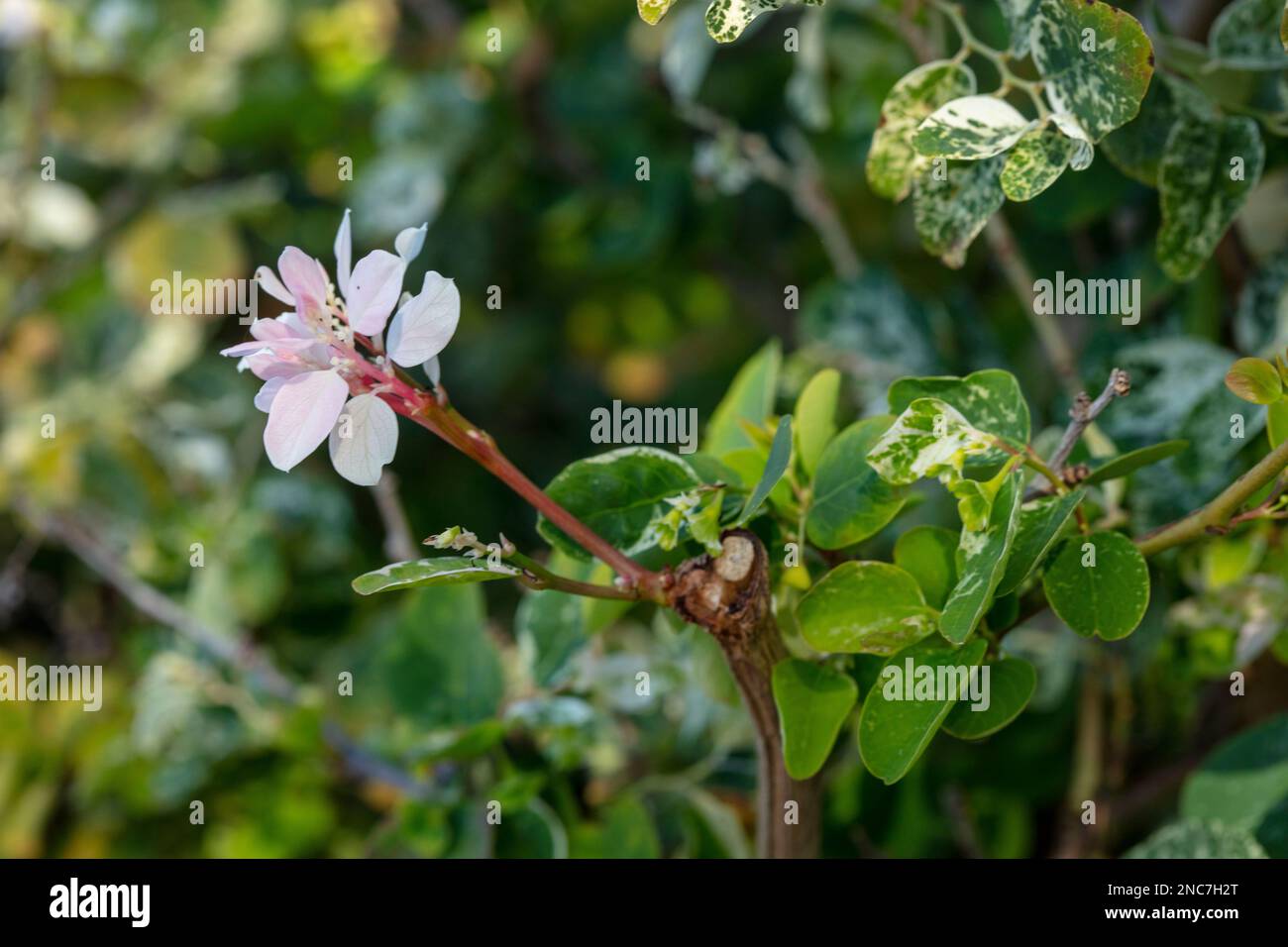 Natürliches Pflanzenporträt von Breynia disticha, Phyllanthaceae, Schneebüsch. Teneˈɾife; Teneriffe, Kanarische Inseln, Spanien, Tourismus, Wintersonne Stockfoto