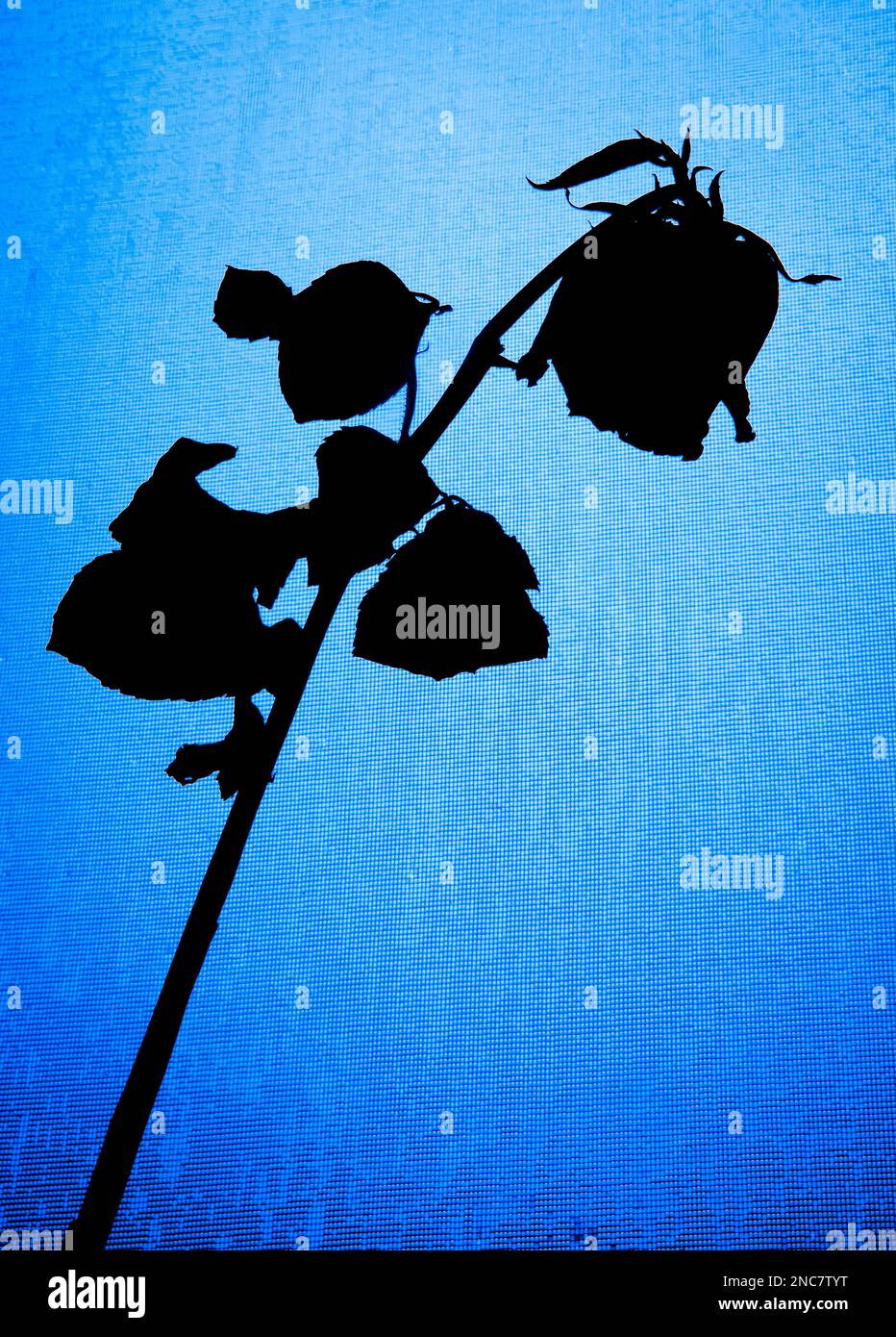 Rose auf Blau Stockfoto