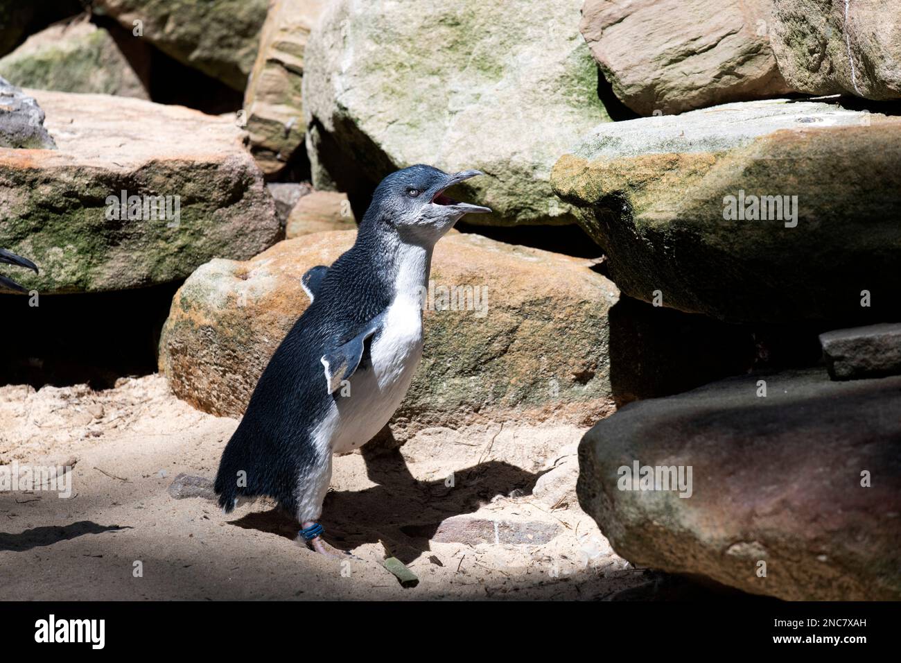 Little Blue Penguin (Eudyptula minor) in einem Wildpark in Sydney, NSW, Australien (Foto: Tara Chand Malhotra) Stockfoto