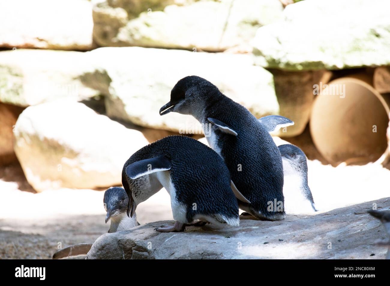 Little Blue Penguins (Eudyptula minor) in einem Wildpark in Sydney, NSW, Australien (Foto: Tara Chand Malhotra) Stockfoto