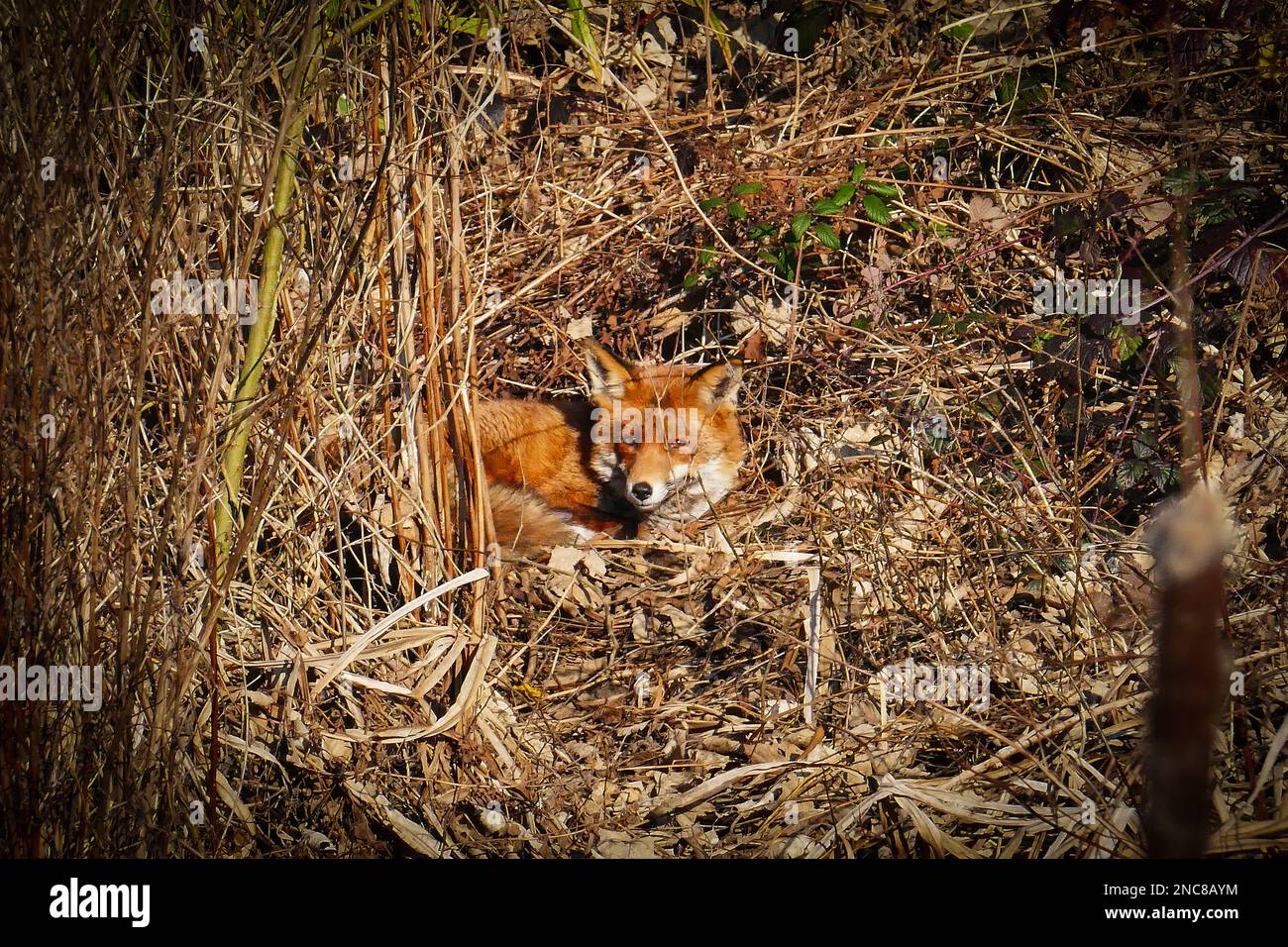 Ein Fuchs sonnt sich und entspannt sich im Unterholz. Stockfoto