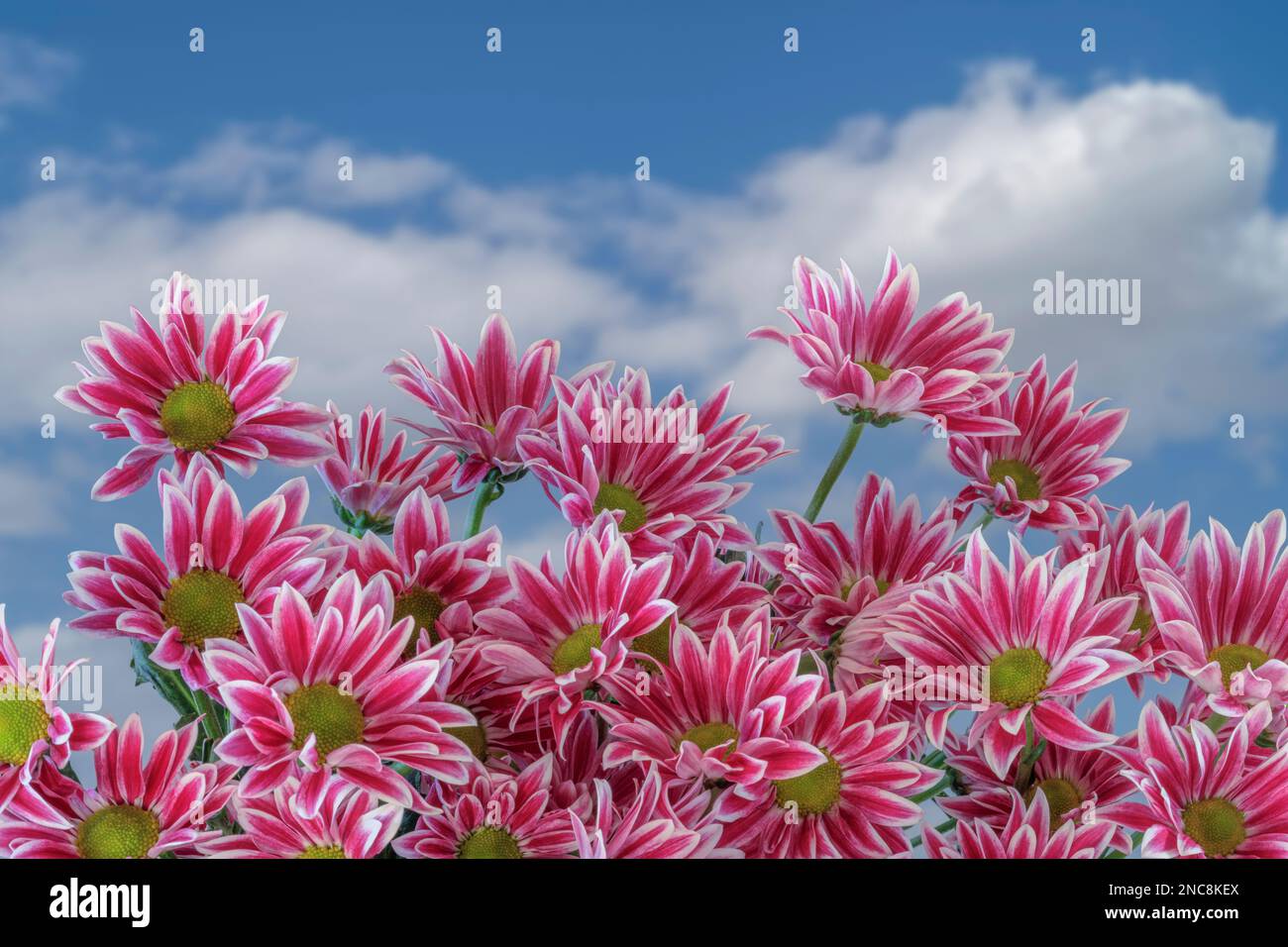 Daisy-Poms, Ein hochauflösendes (50,6mp) Bild-Composite-Bild Stockfoto