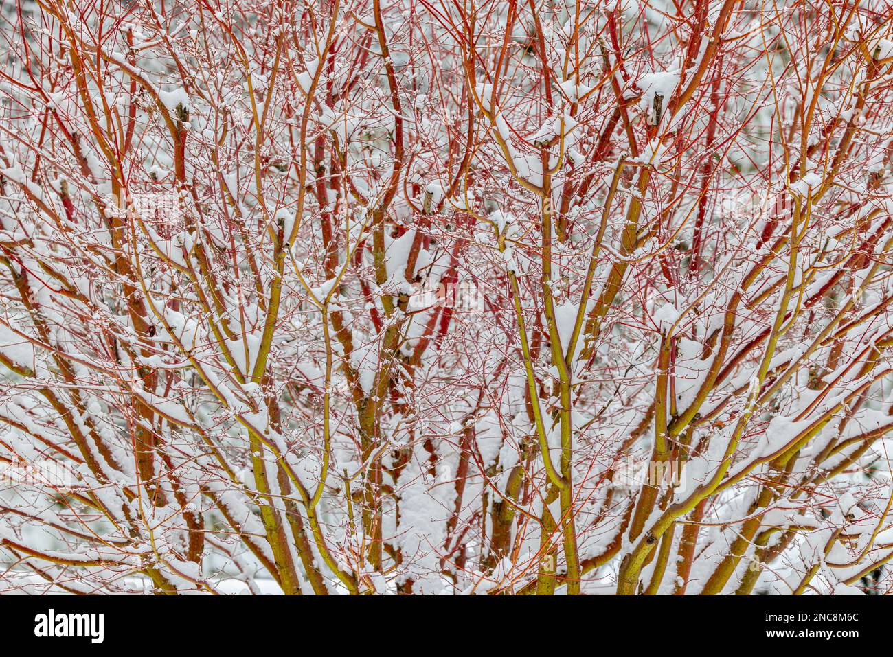 Verschneiter Korallenbarsch Ahorn Stockfoto
