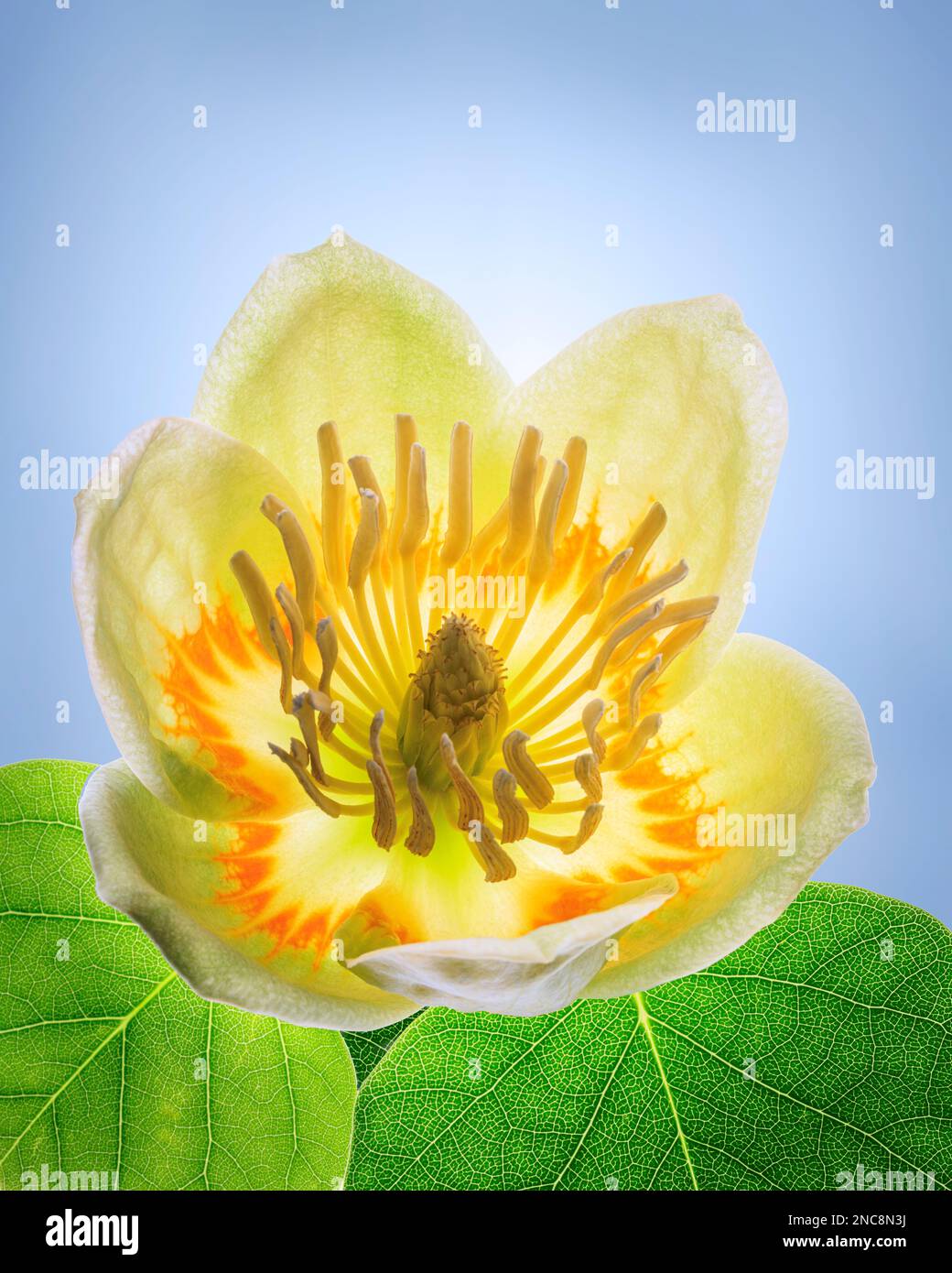Tulip Poplar Blossom - Liriodendron tulipifera - Ein 50,6mp-Bild, das auf 4x5-Seitenverhältnis zugeschnitten ist. Stockfoto