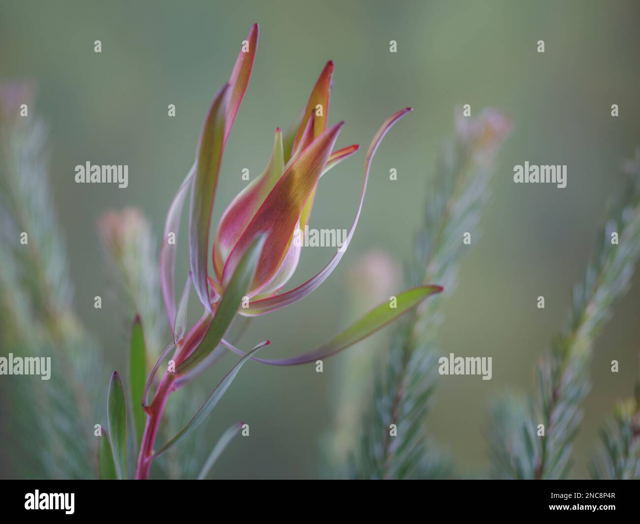 Gewöhnlicher Sunshine Conebush. 4x3-Seitenverhältnis Stockfoto
