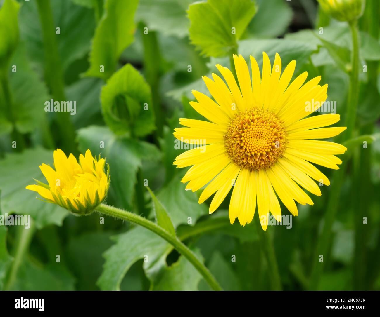 Zierblume: Ost-Omieg (Doronicum orientale) - eine Pflanzenart aus der Familie der asteraceae. In der natürlichen Umgebung tritt es in auf Stockfoto